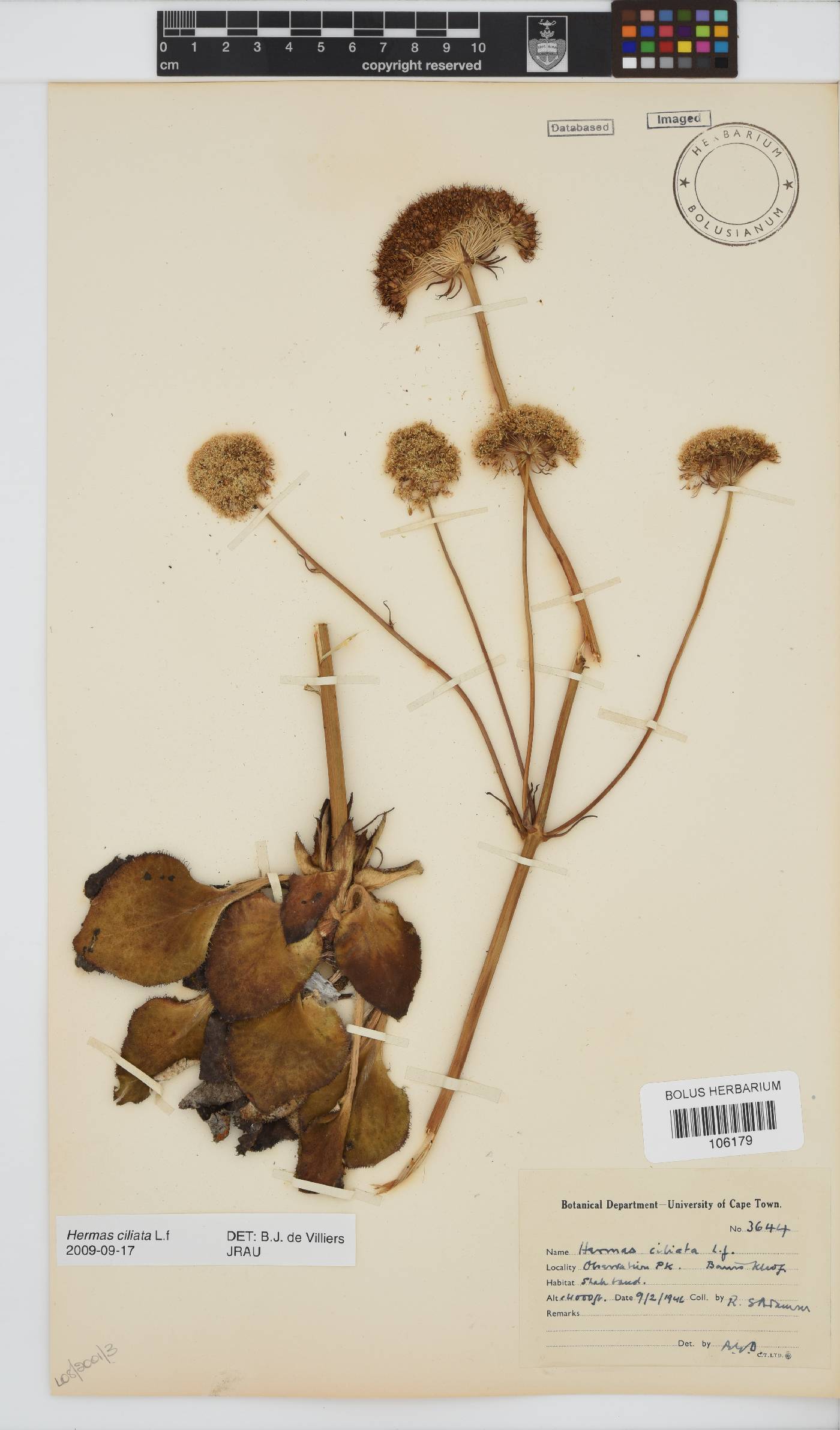 Hermas ciliata image