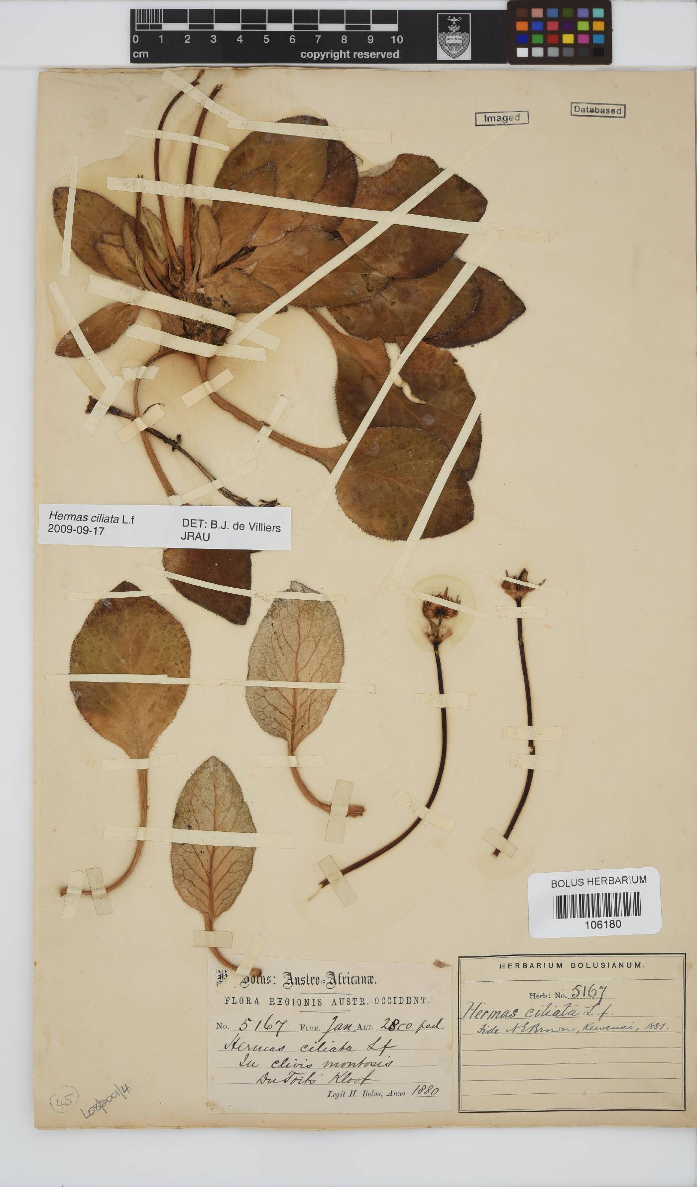 Hermas ciliata image