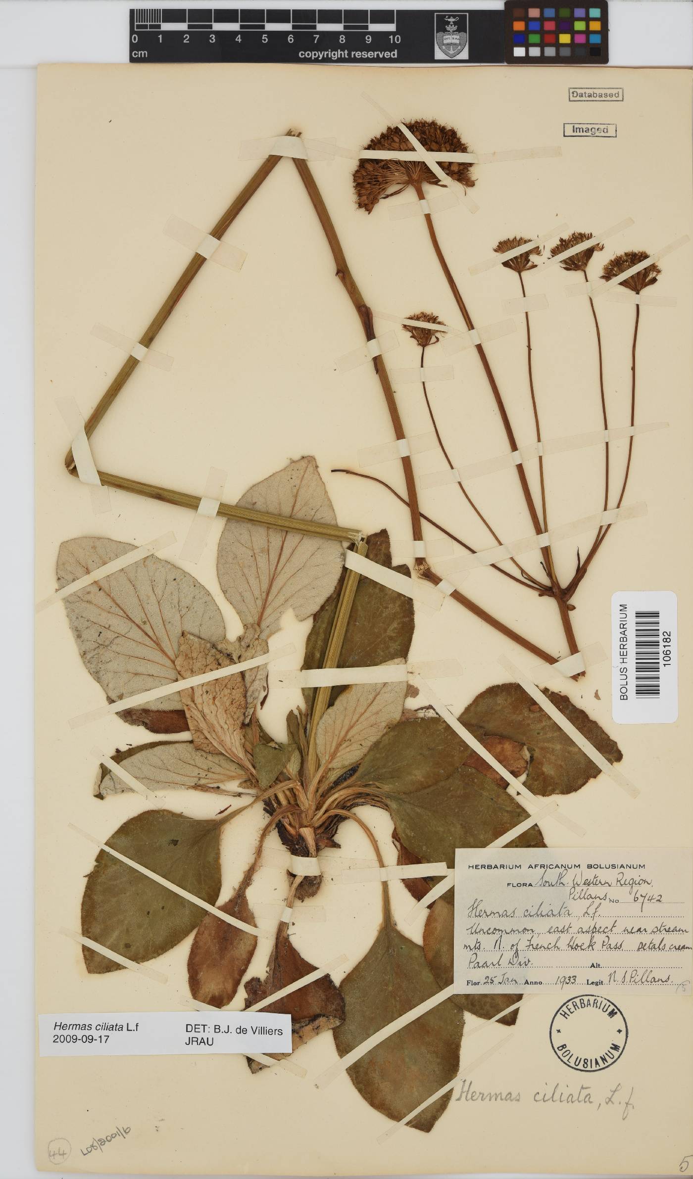 Hermas ciliata image