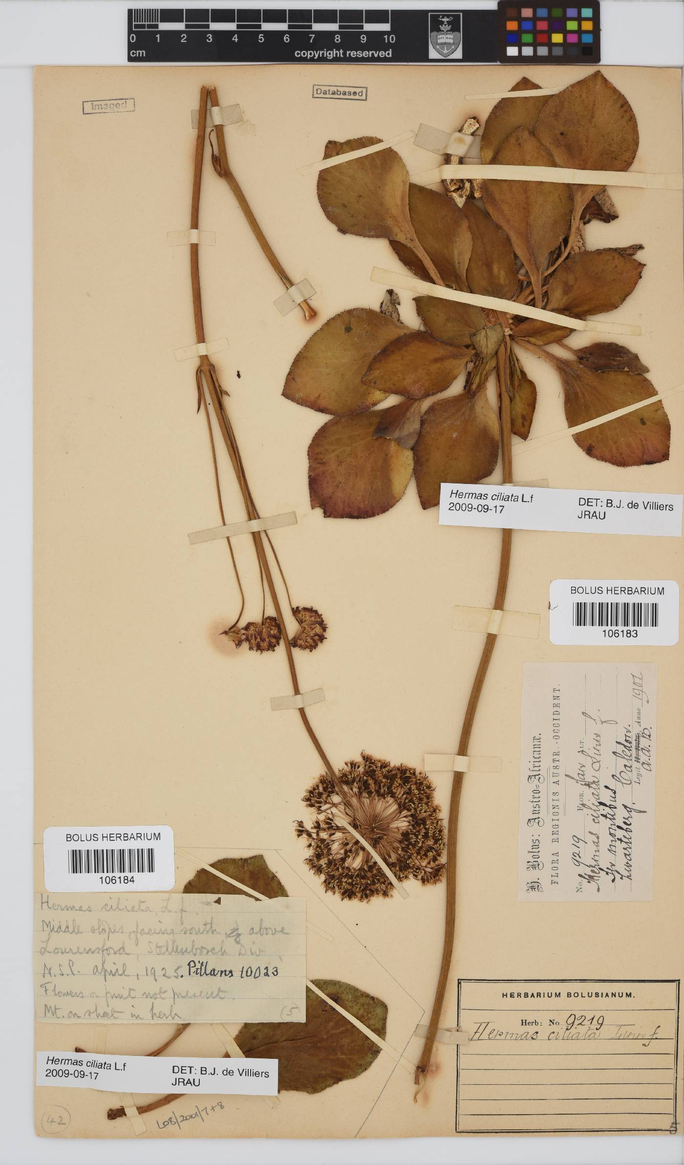 Hermas ciliata image