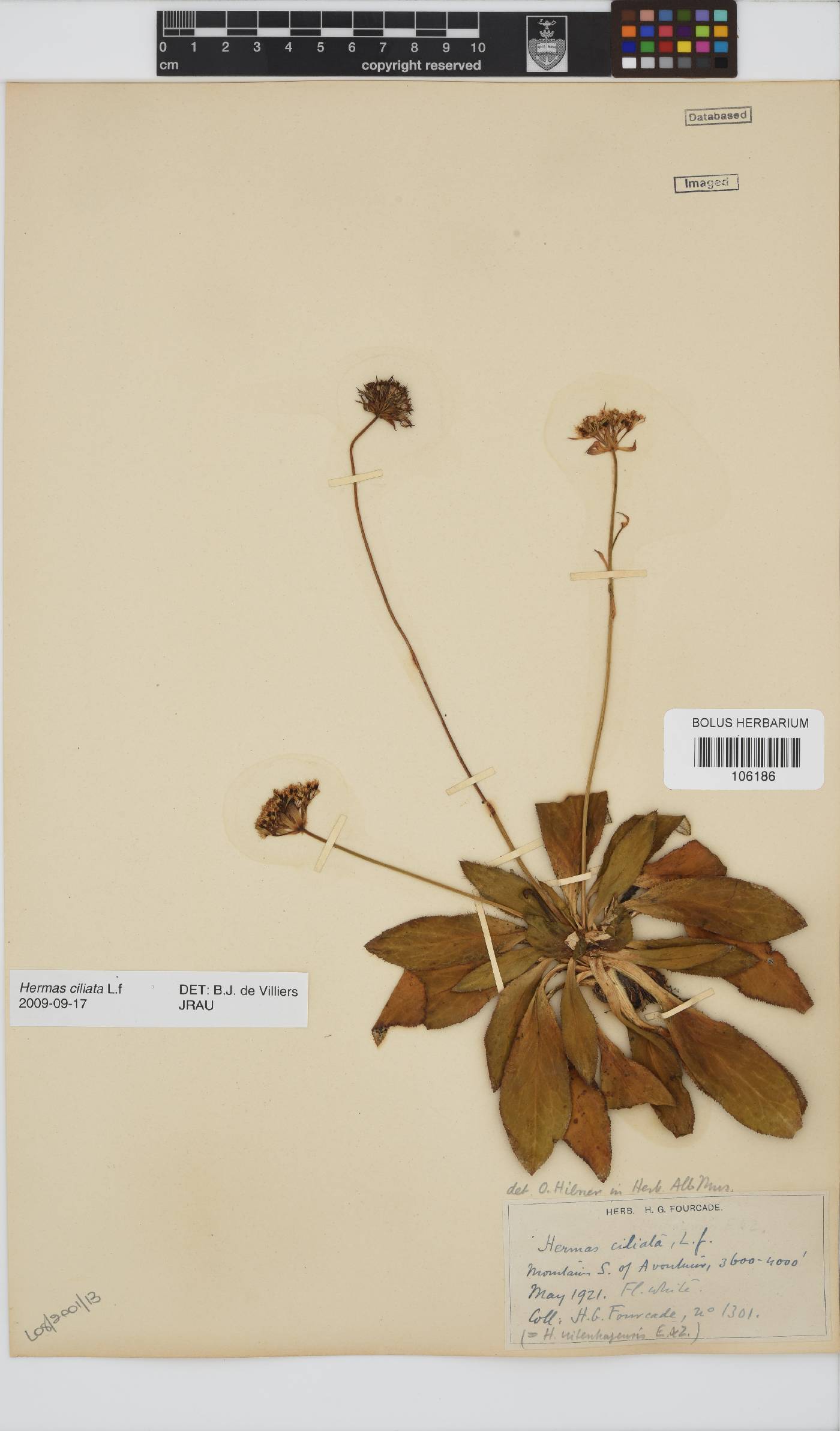 Hermas ciliata image