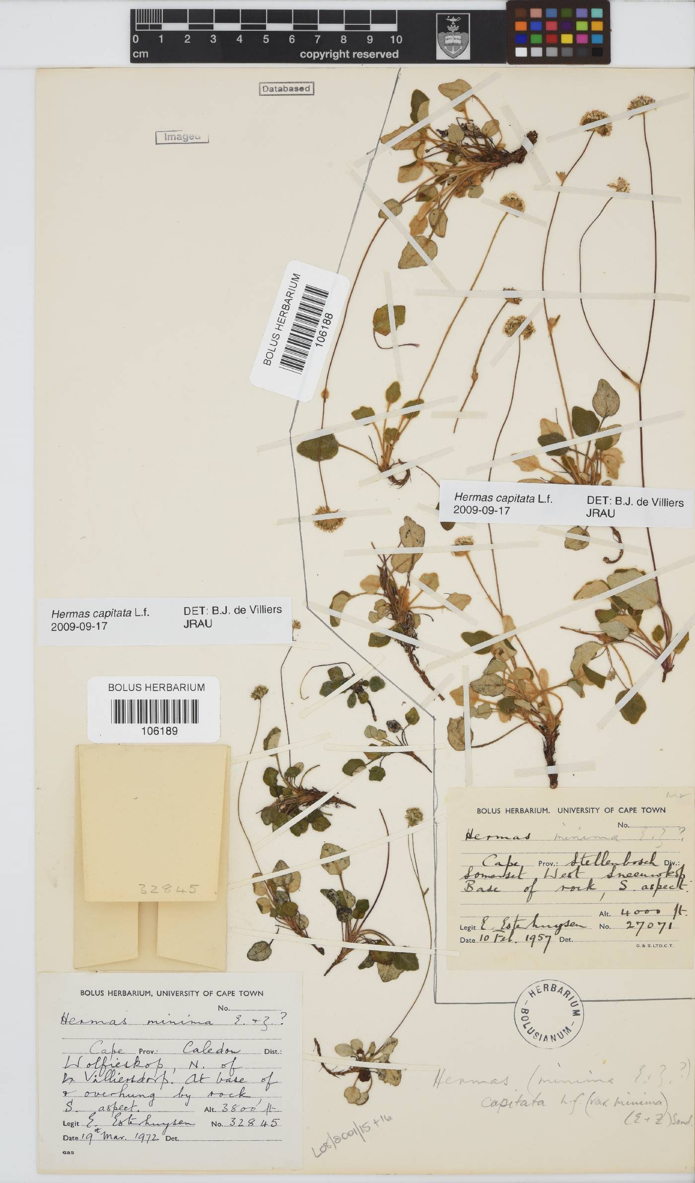 Hermas capitata image