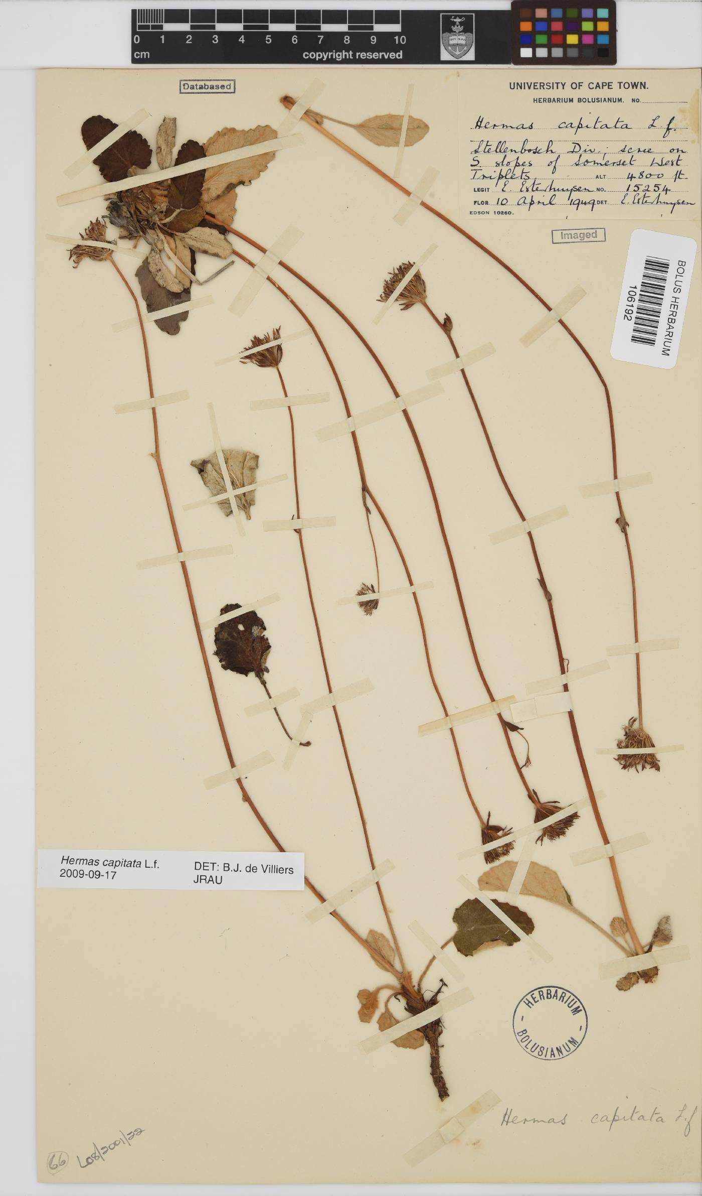 Hermas capitata image