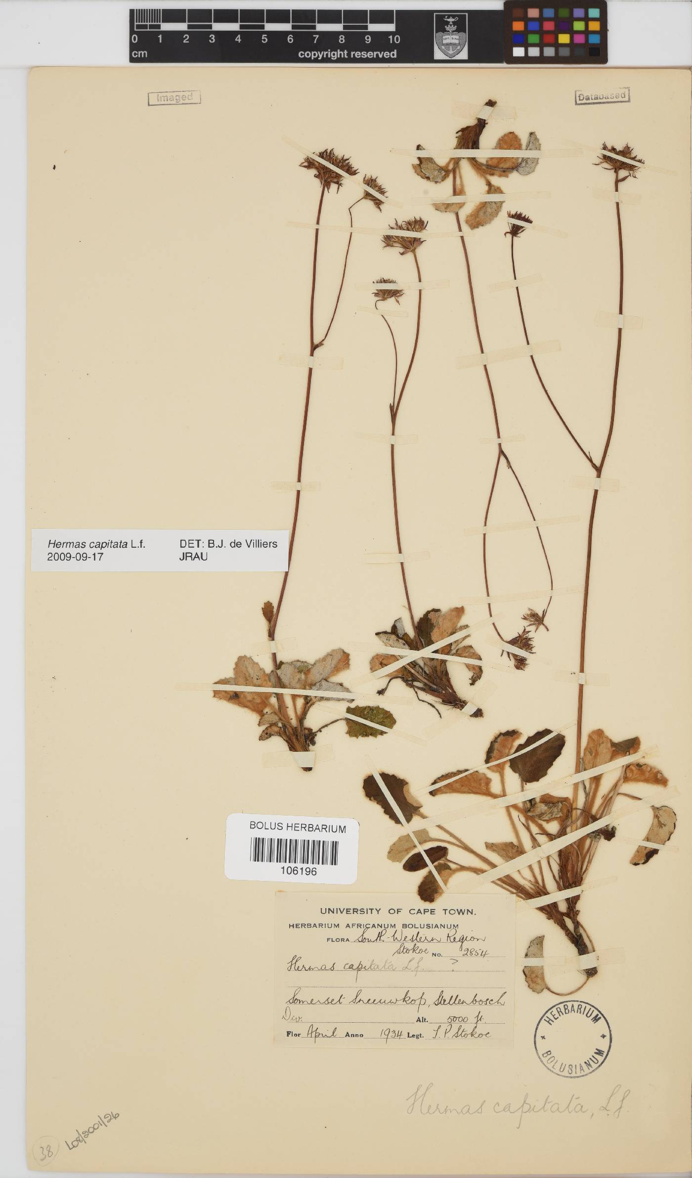 Hermas capitata image