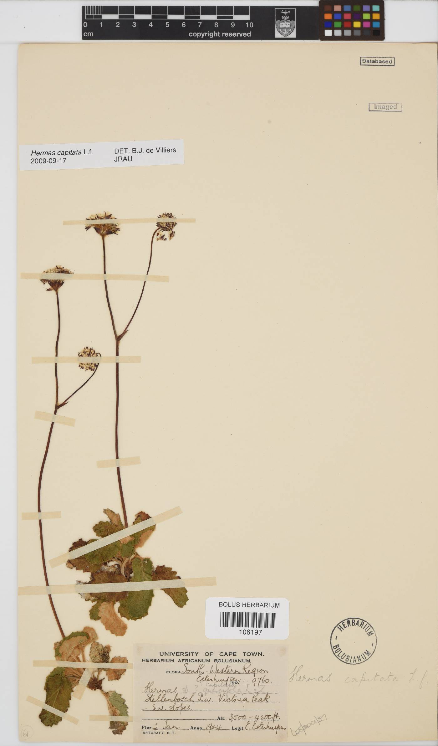 Hermas capitata image