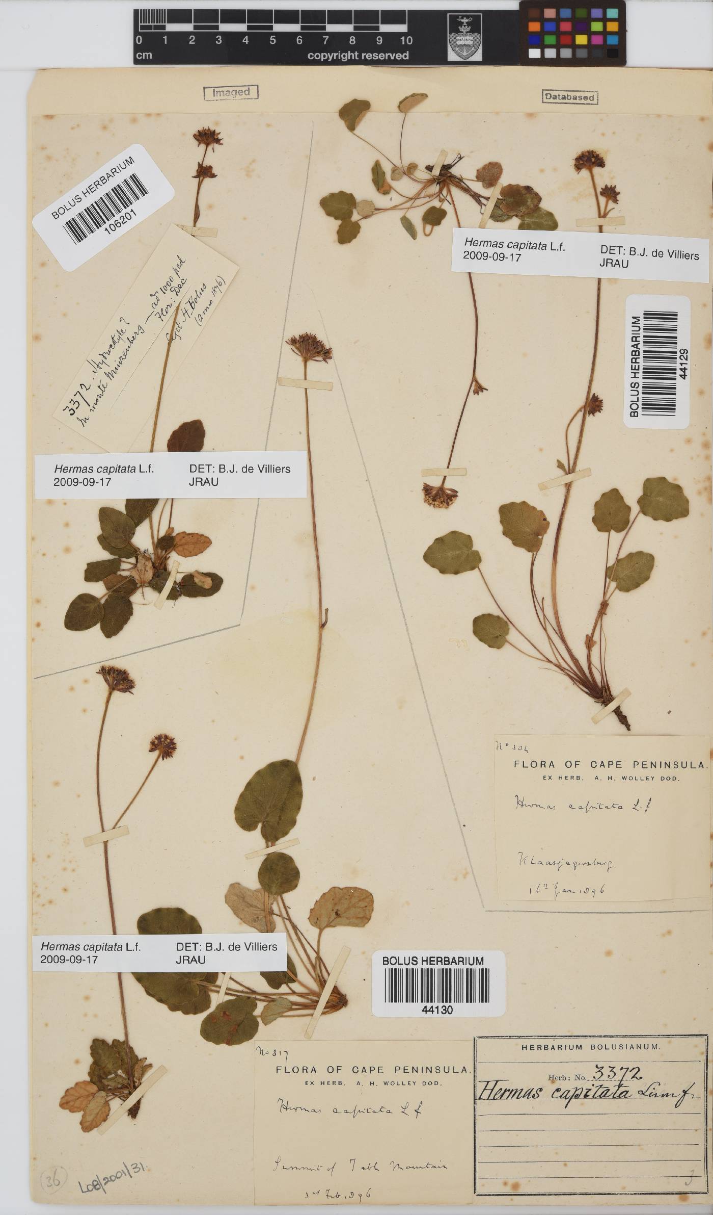 Hermas capitata image