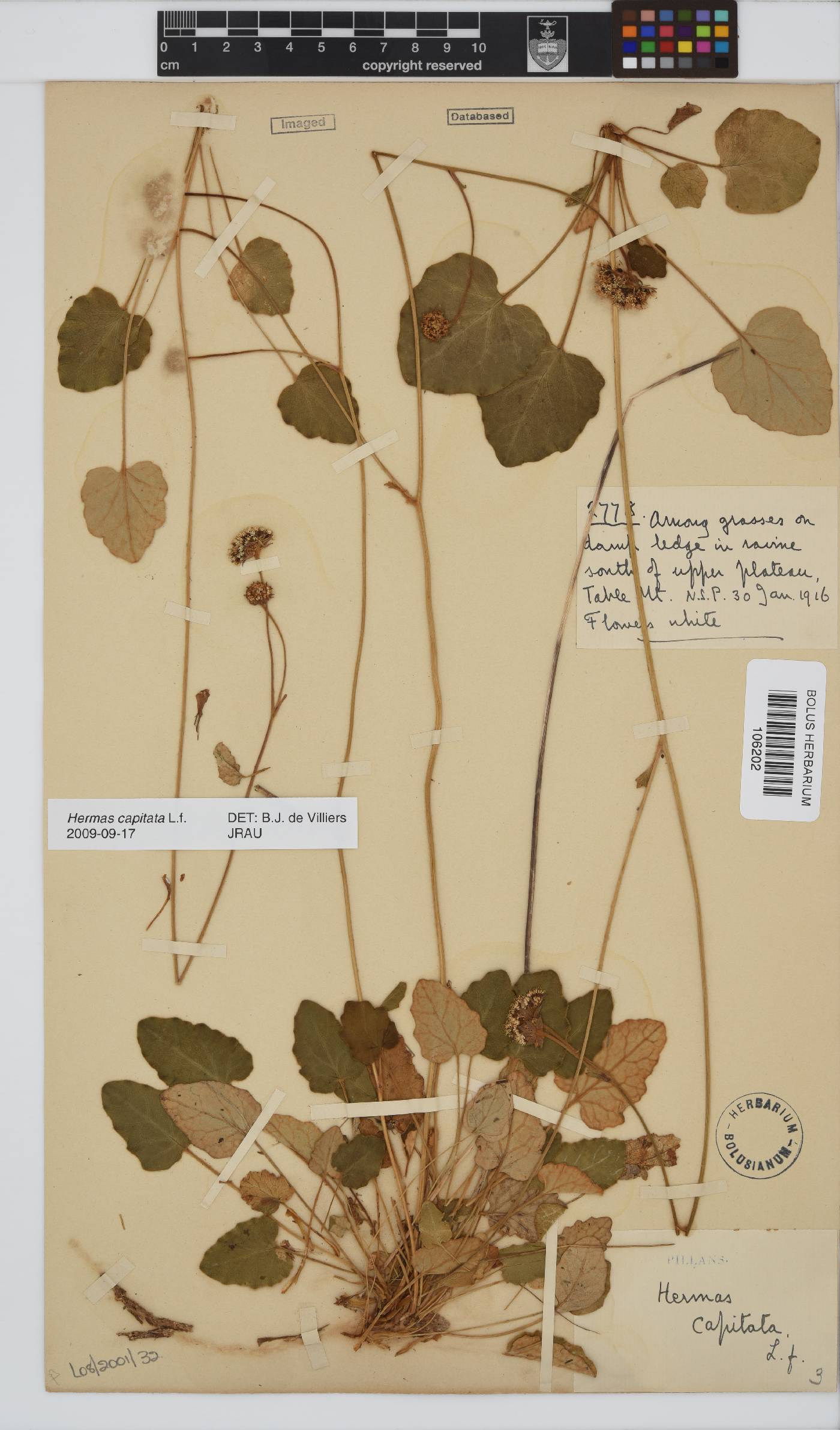 Hermas capitata image