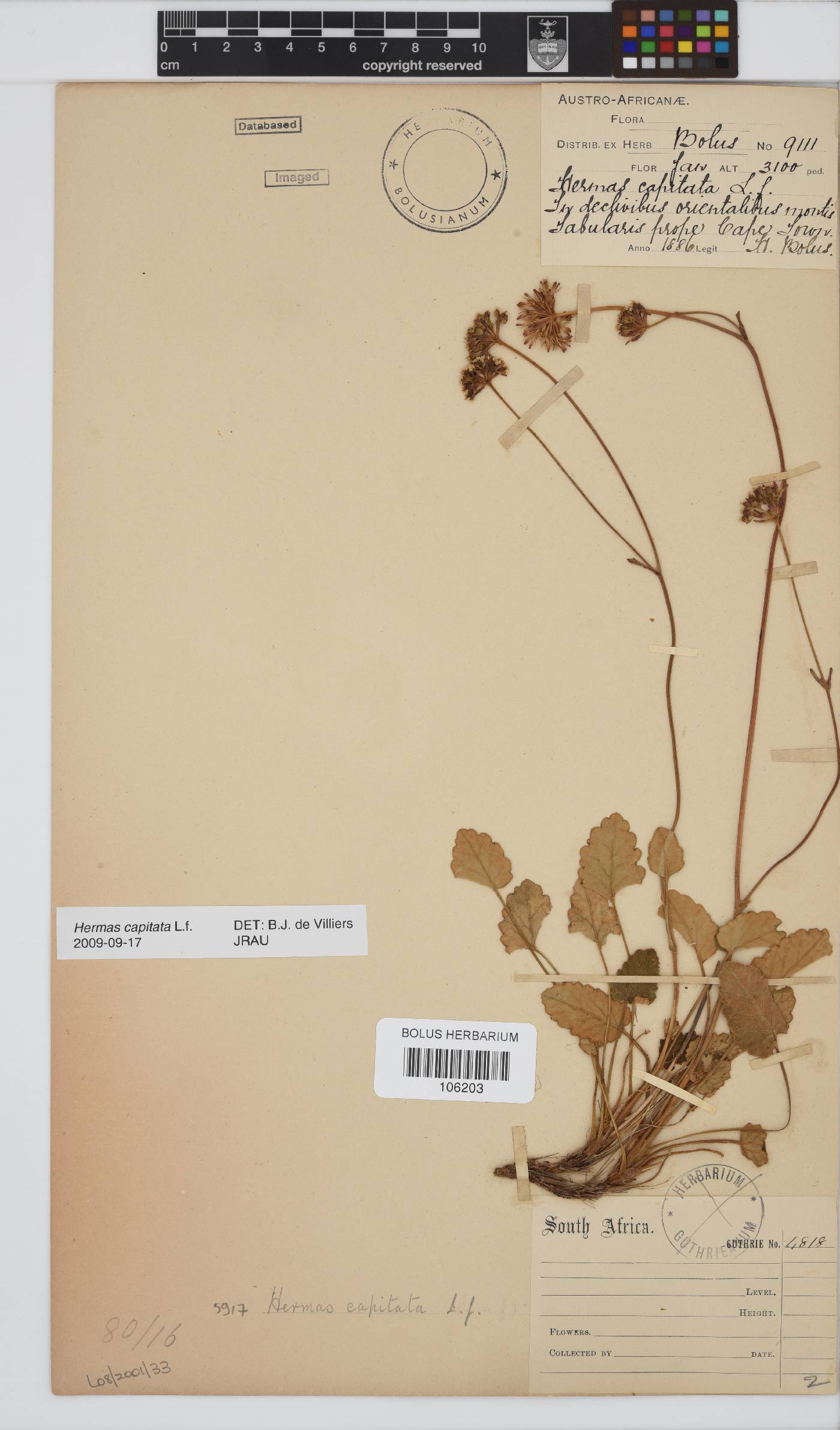 Hermas capitata image
