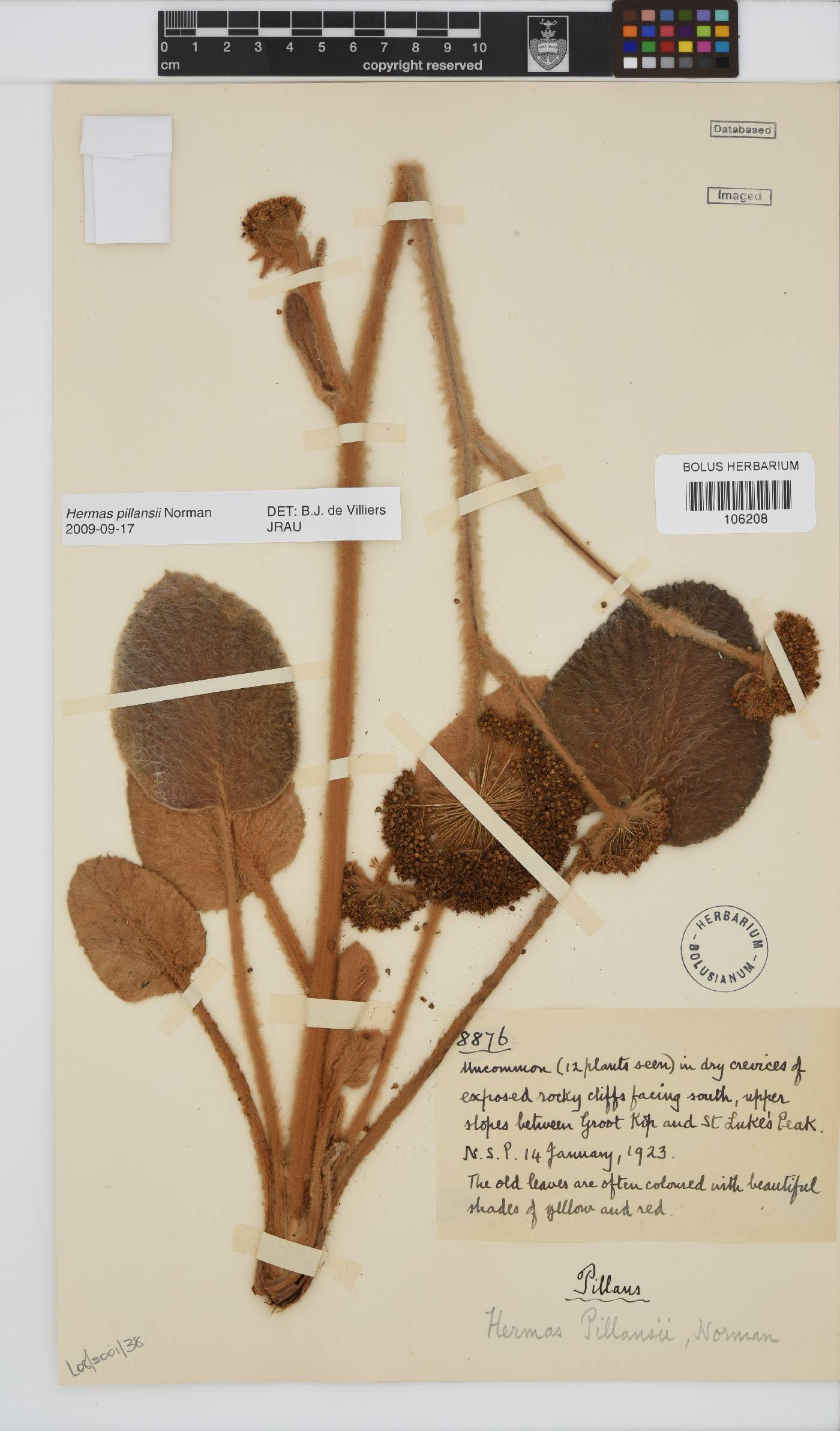 Hermas lanata image