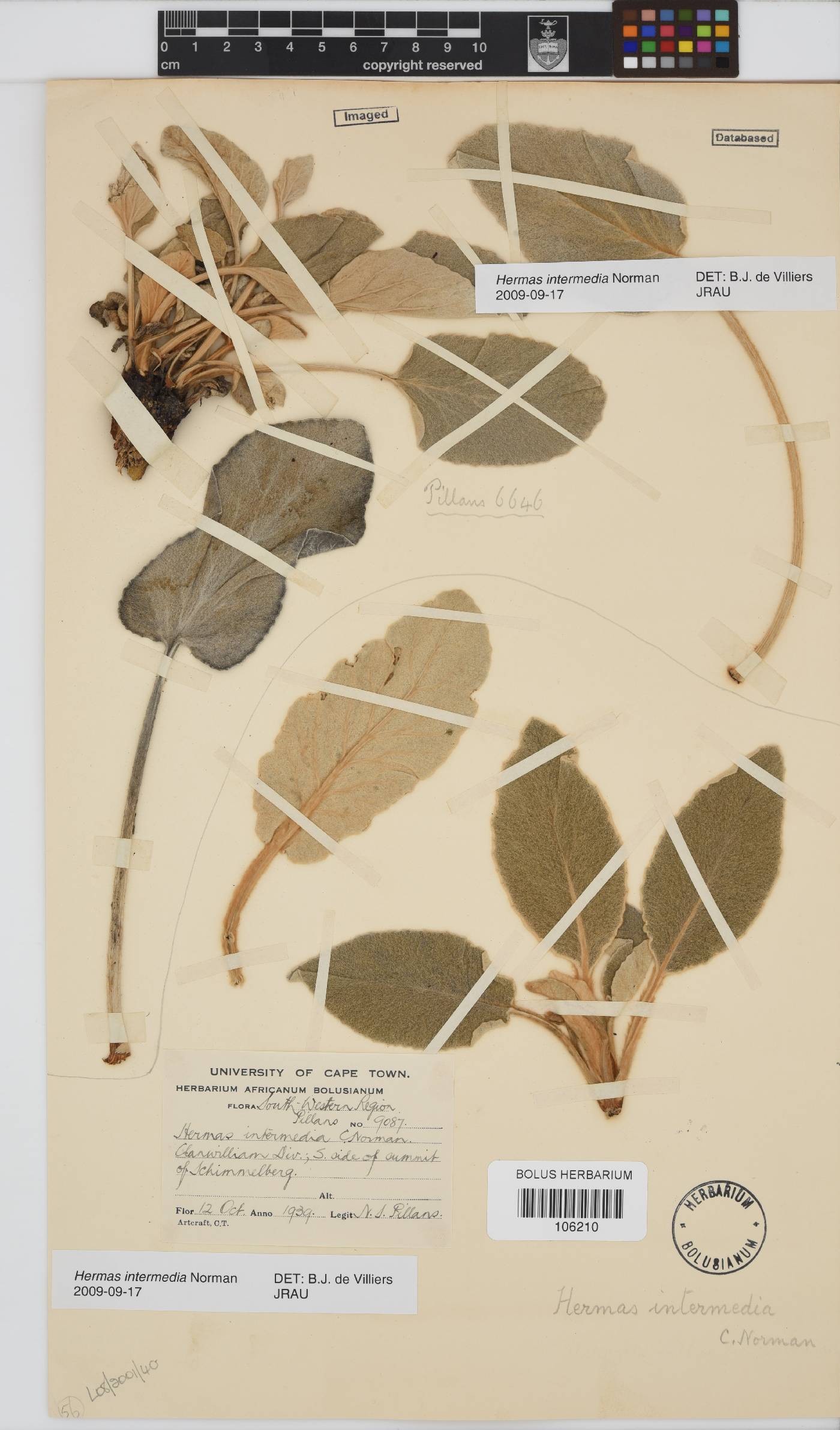 Hermas intermedia image