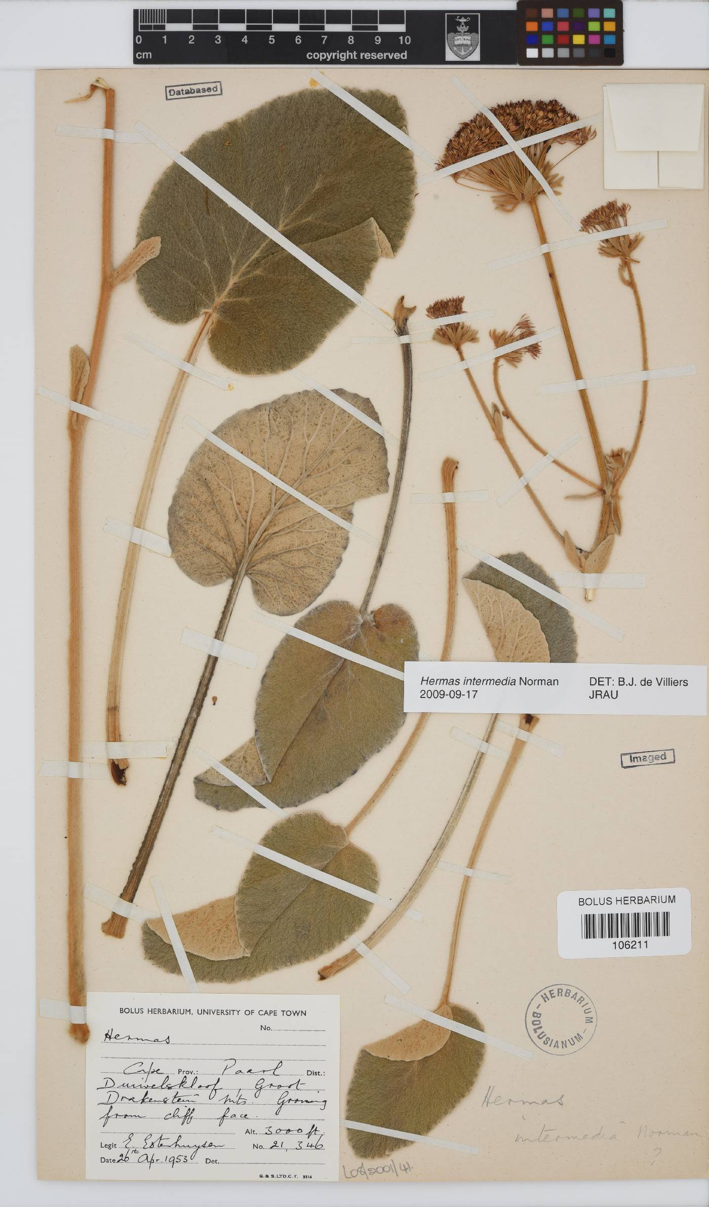 Hermas intermedia image