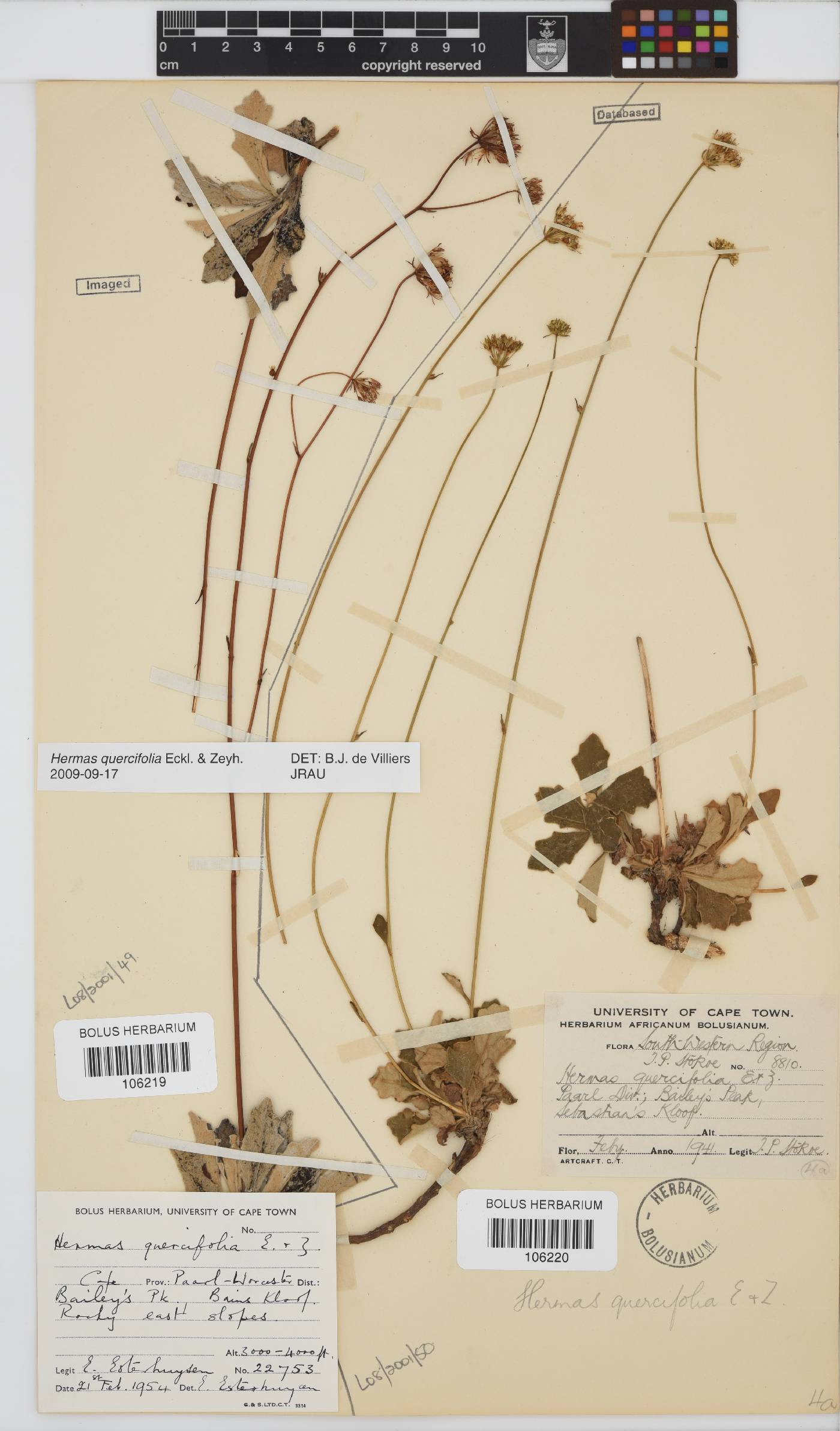 Hermas quercifolia image
