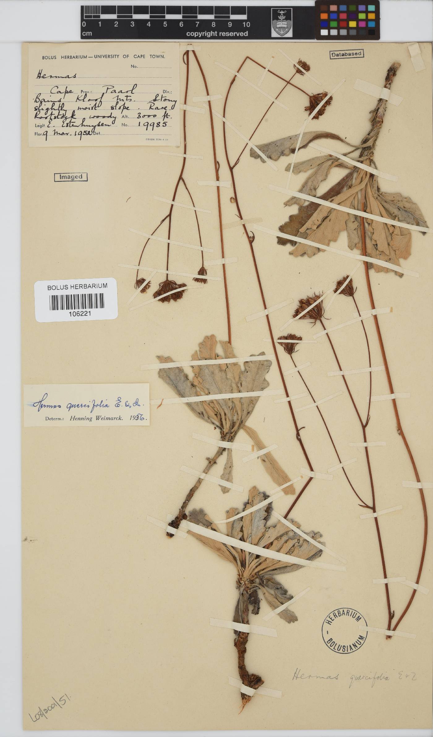 Hermas quercifolia image