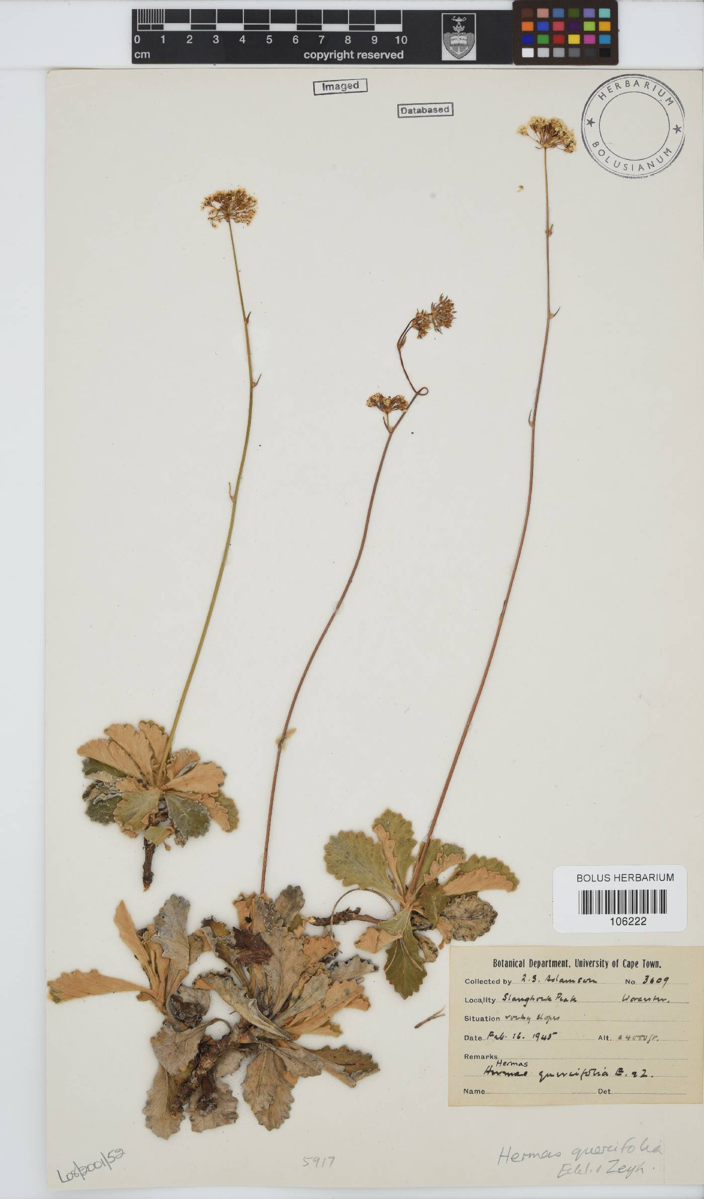 Hermas quercifolia image