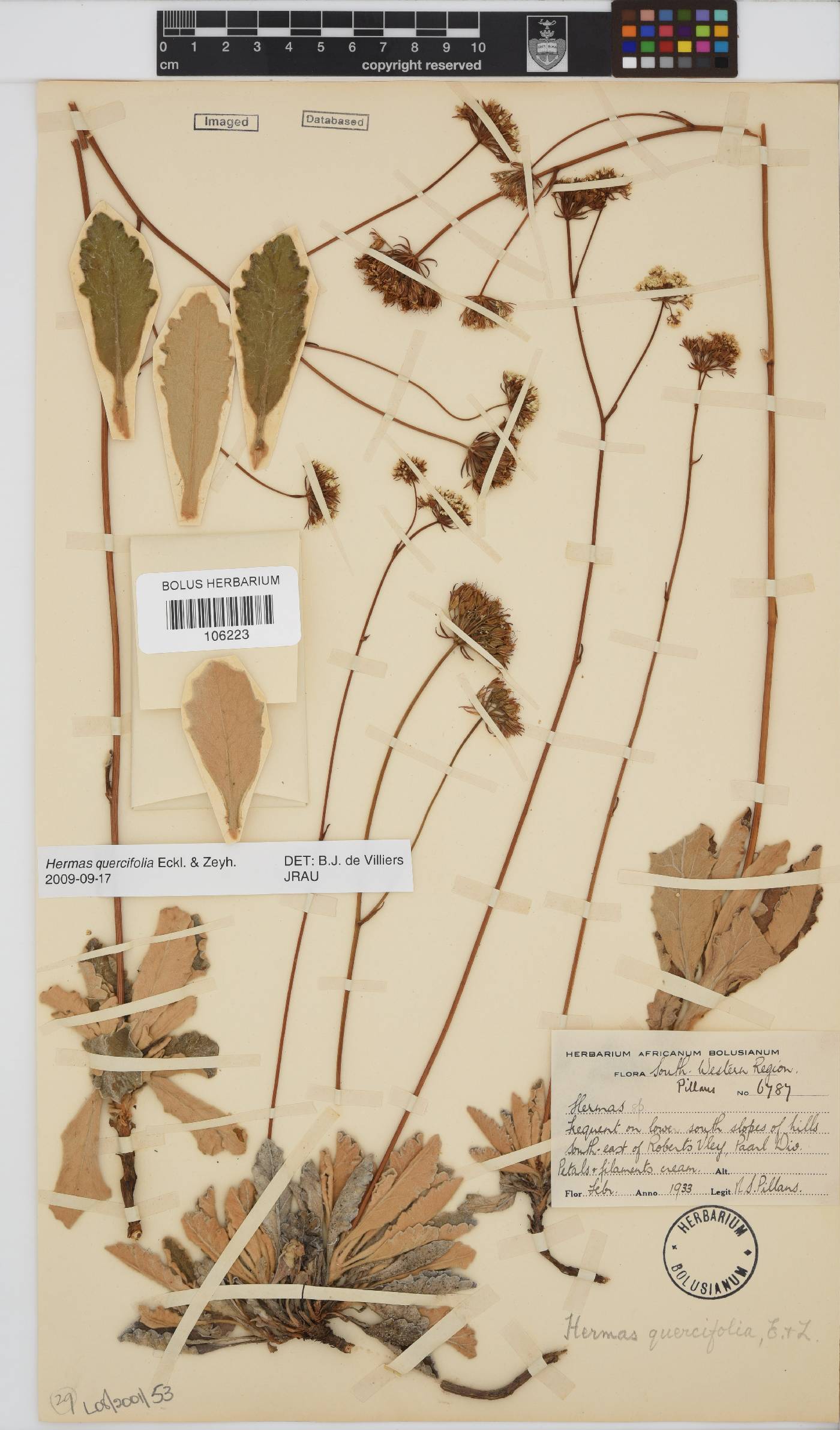 Hermas quercifolia image