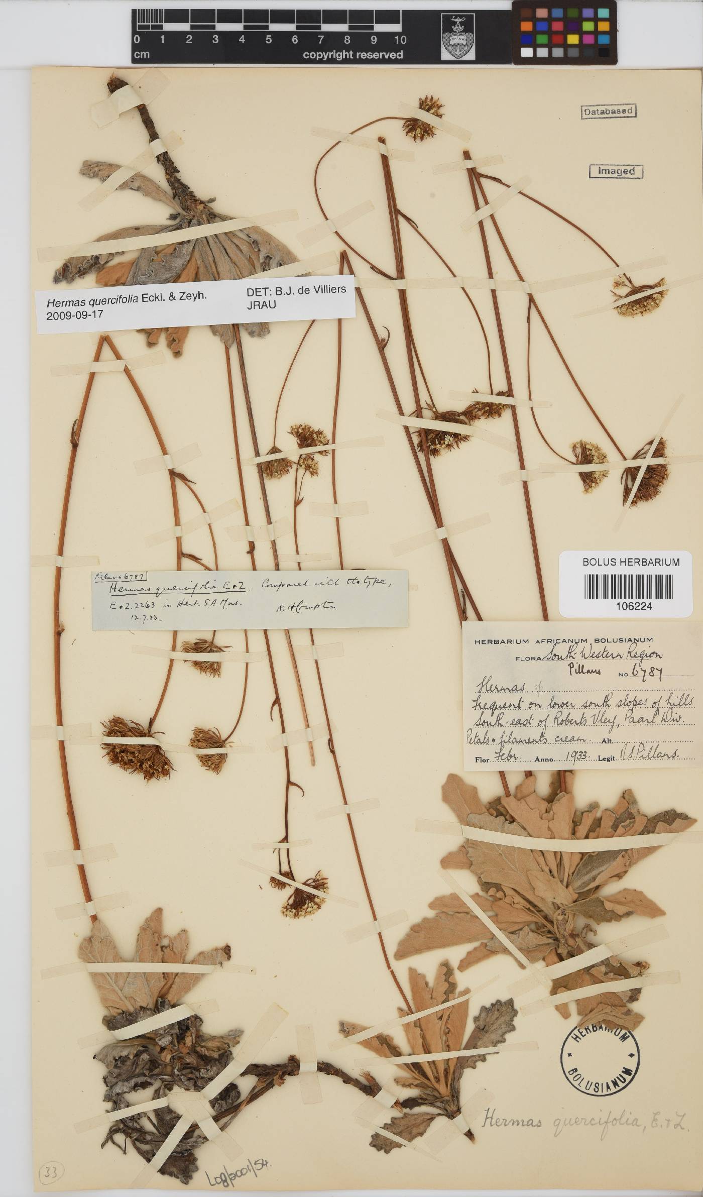 Hermas quercifolia image