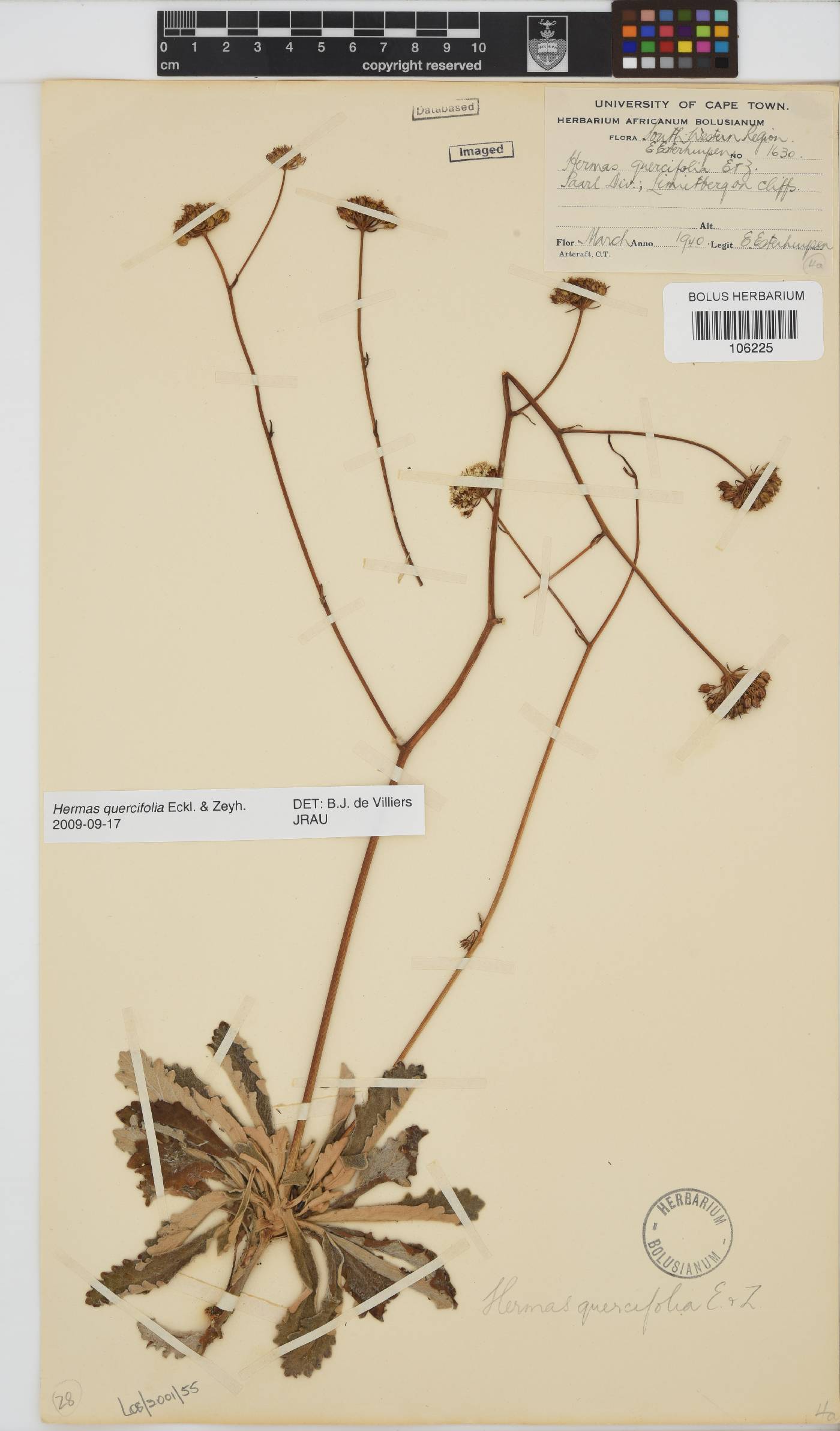 Hermas quercifolia image