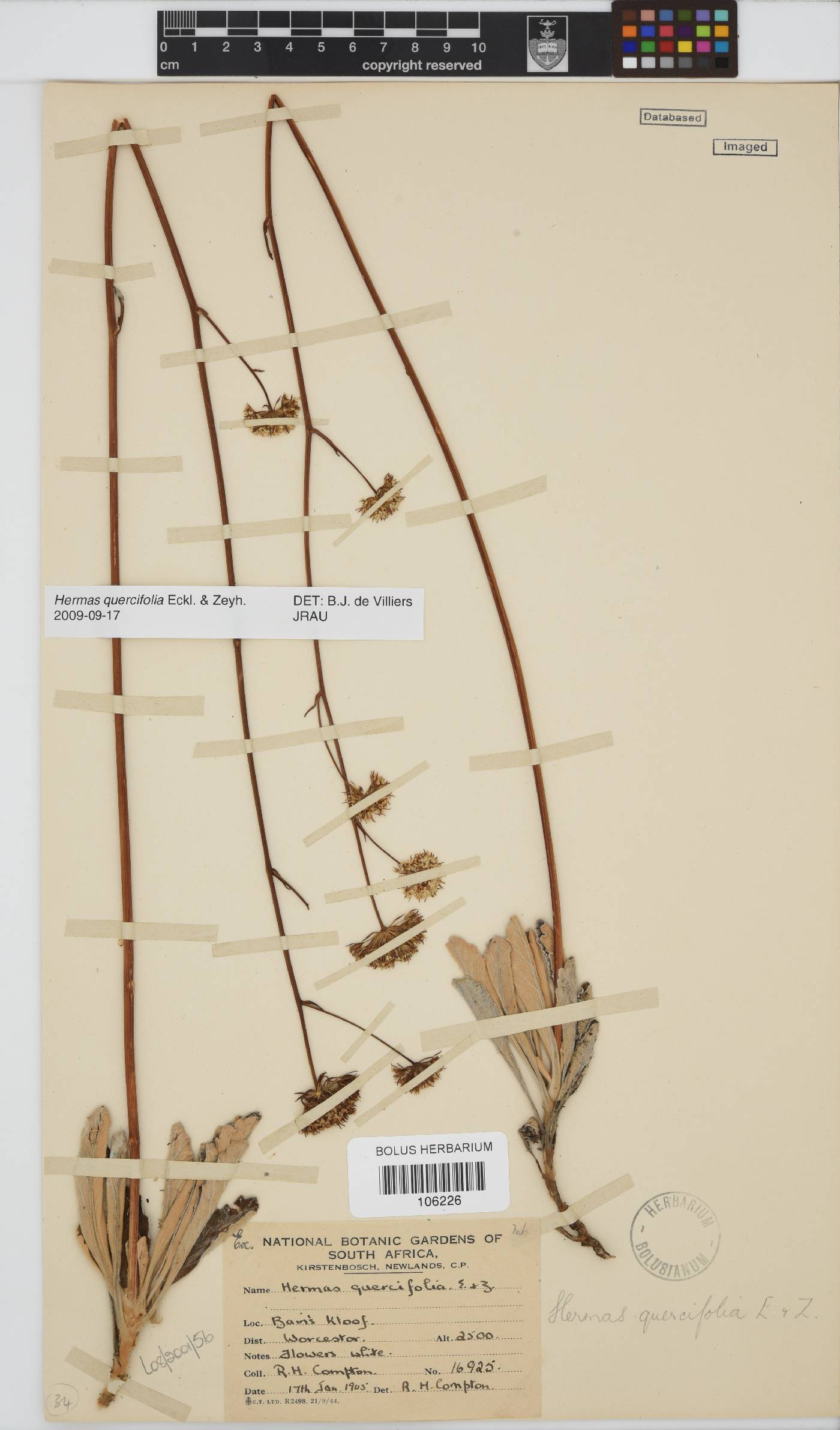 Hermas quercifolia image