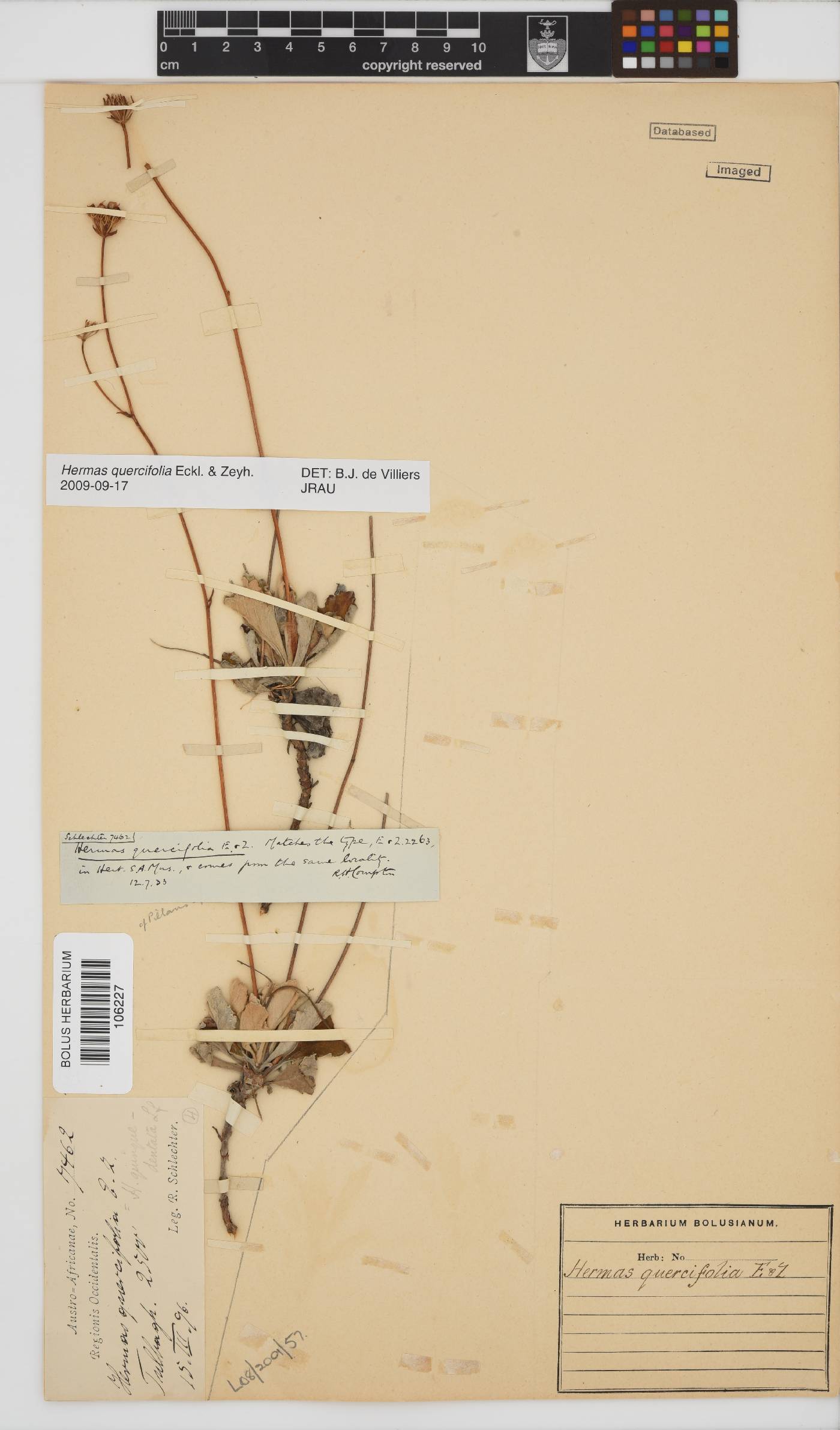 Hermas quercifolia image