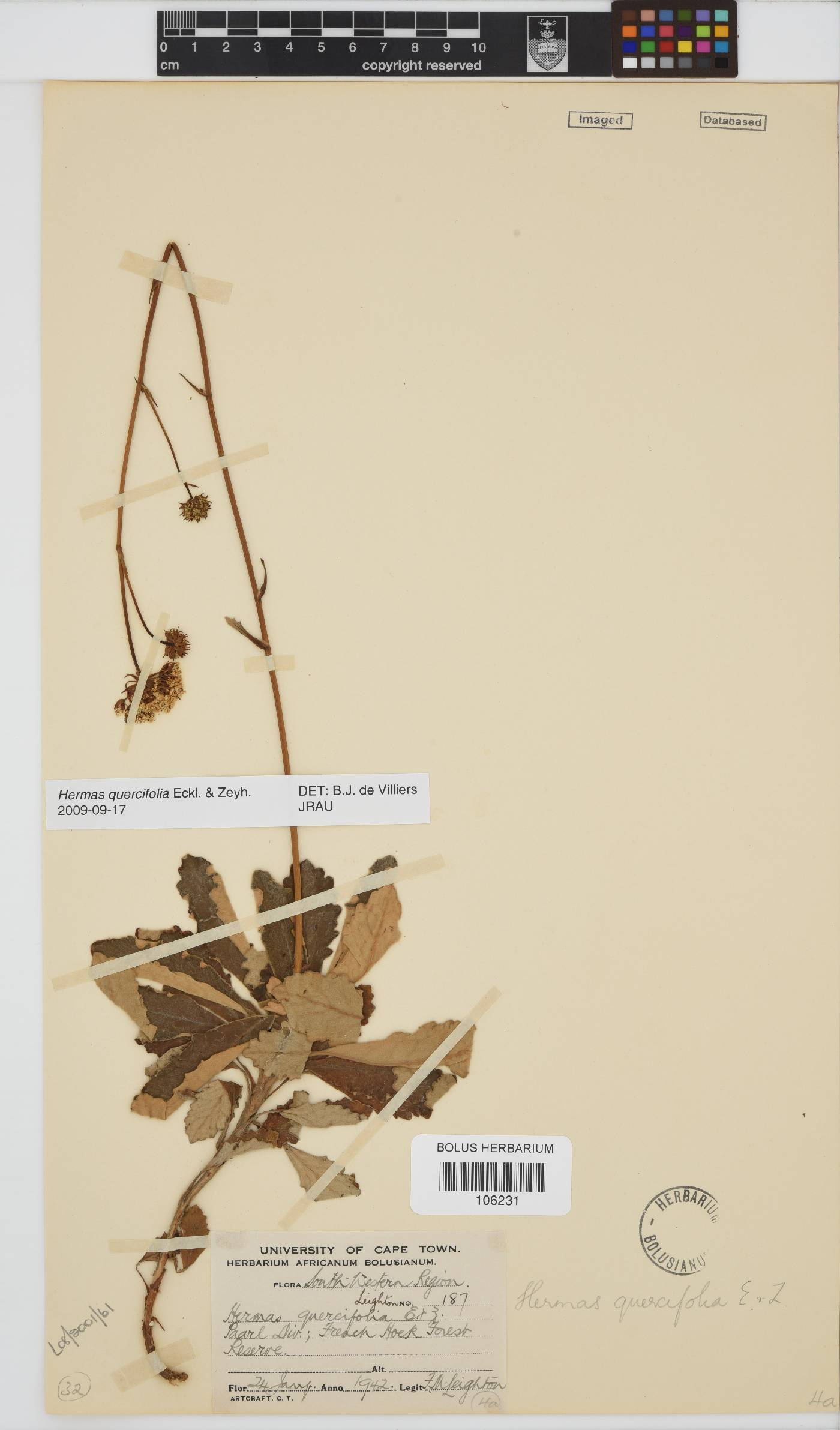 Hermas quercifolia image