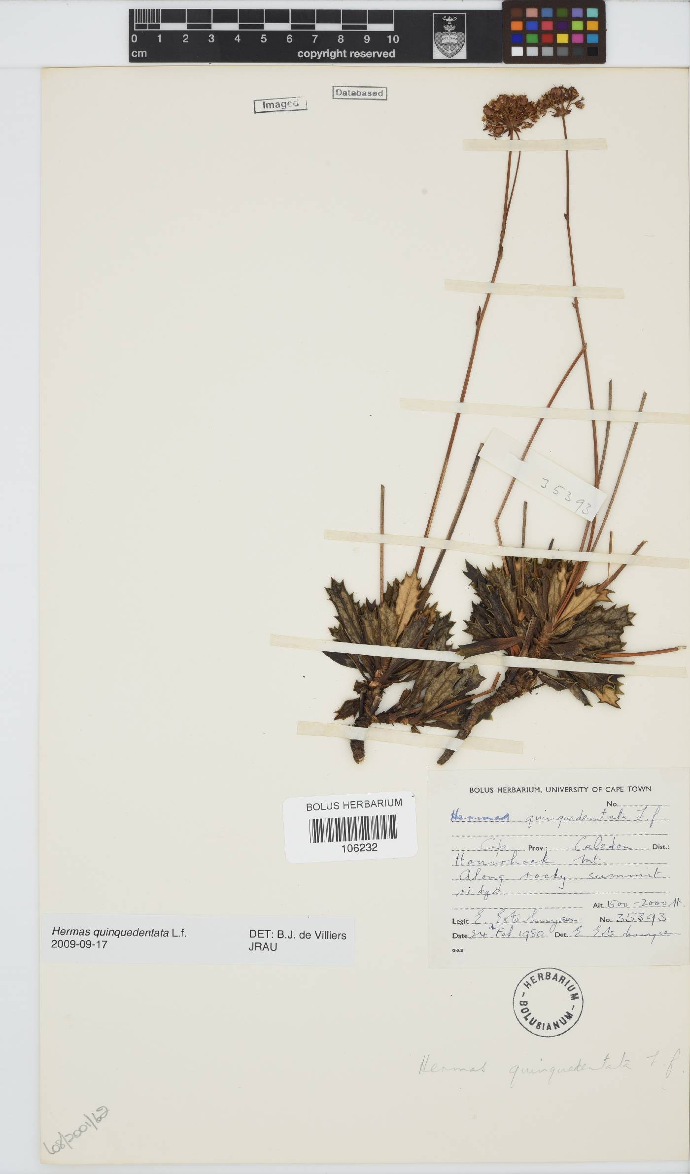 Hermas quinquedentata image