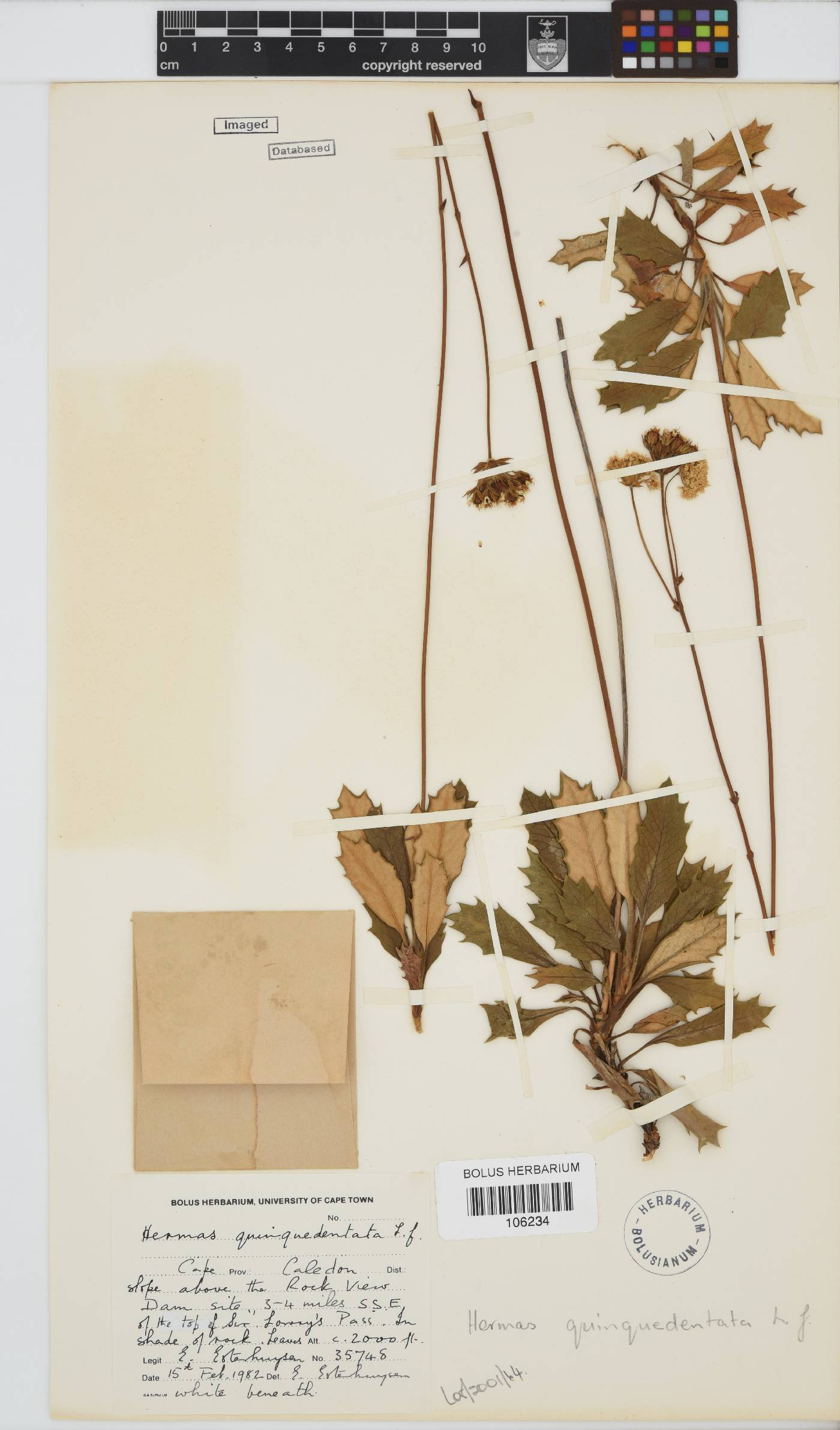 Hermas quinquedentata image