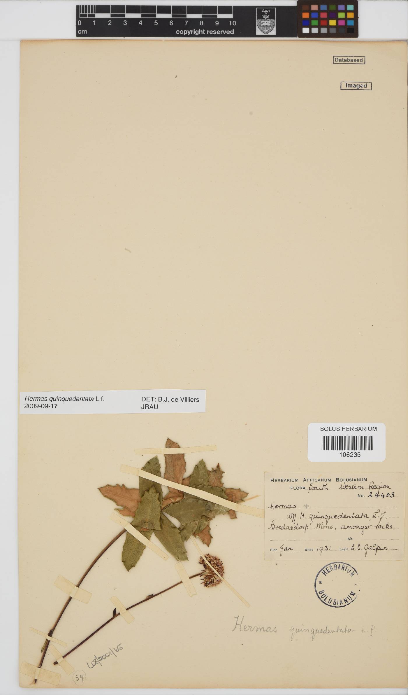 Hermas quinquedentata image