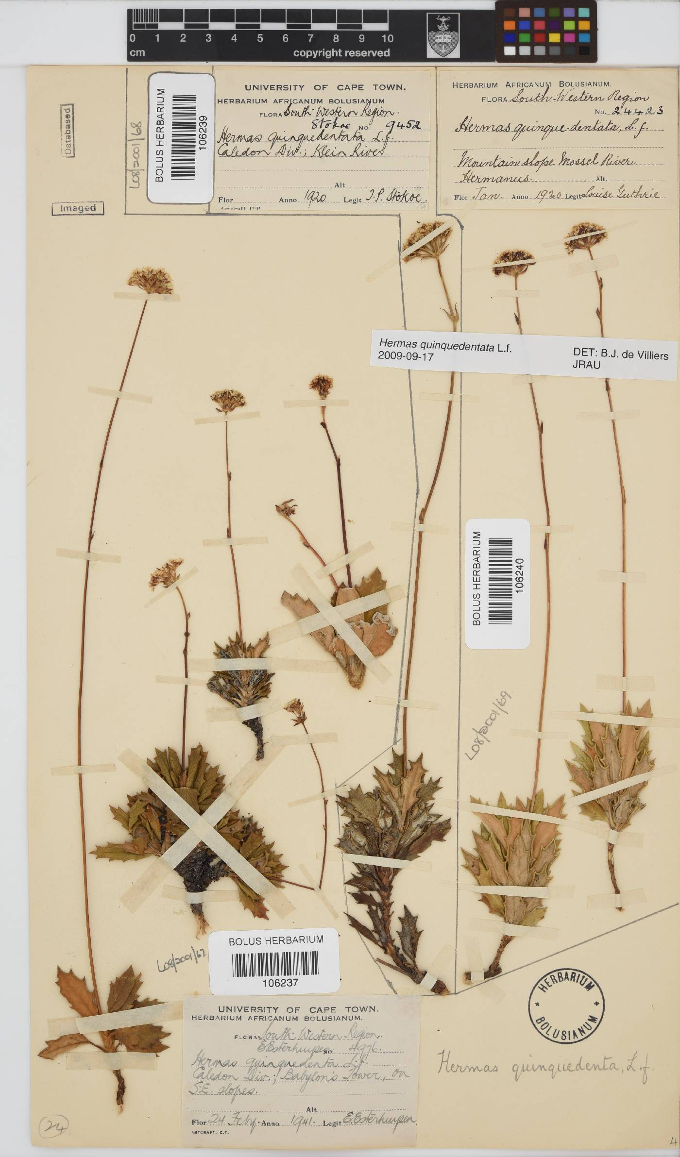 Hermas quinquedentata image