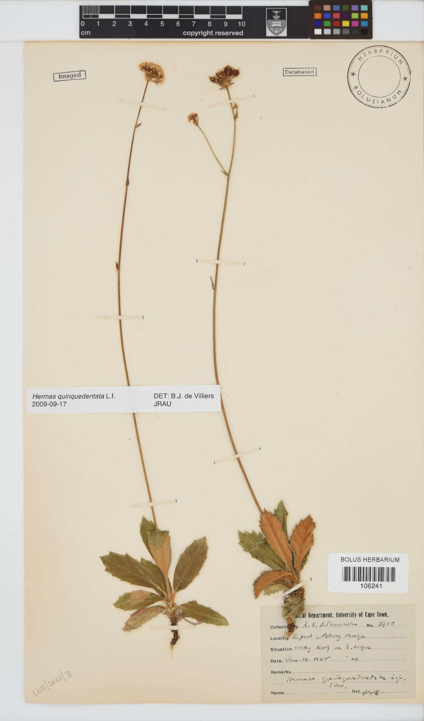 Hermas quinquedentata image