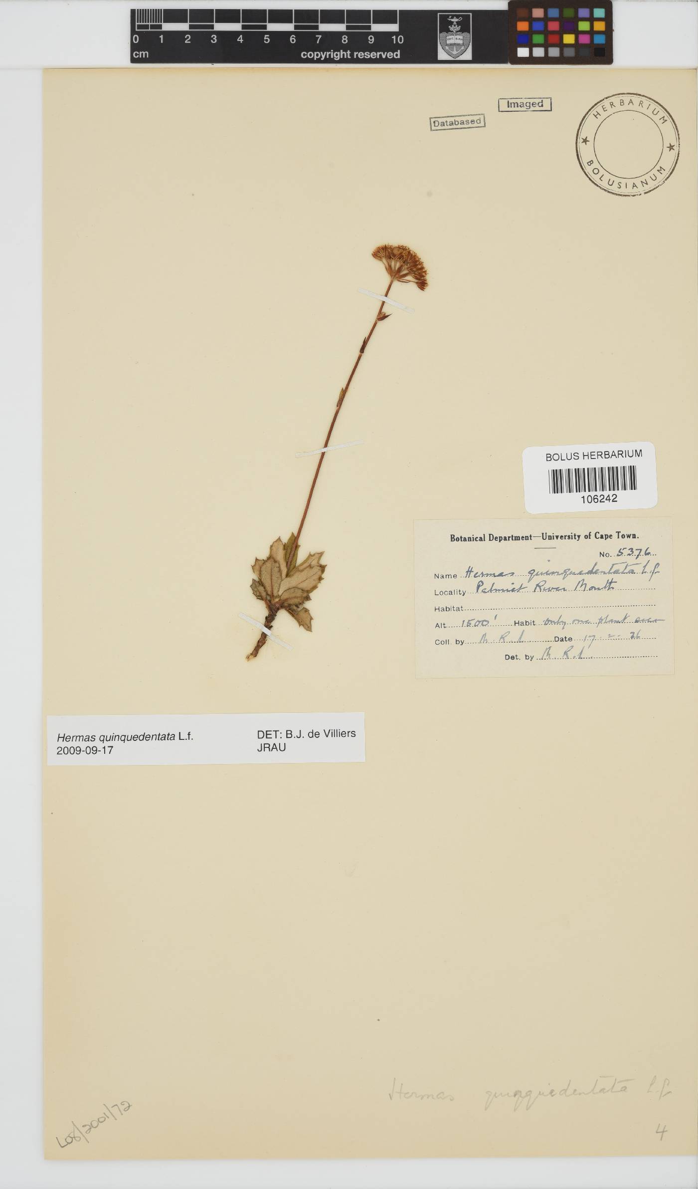 Hermas quinquedentata image