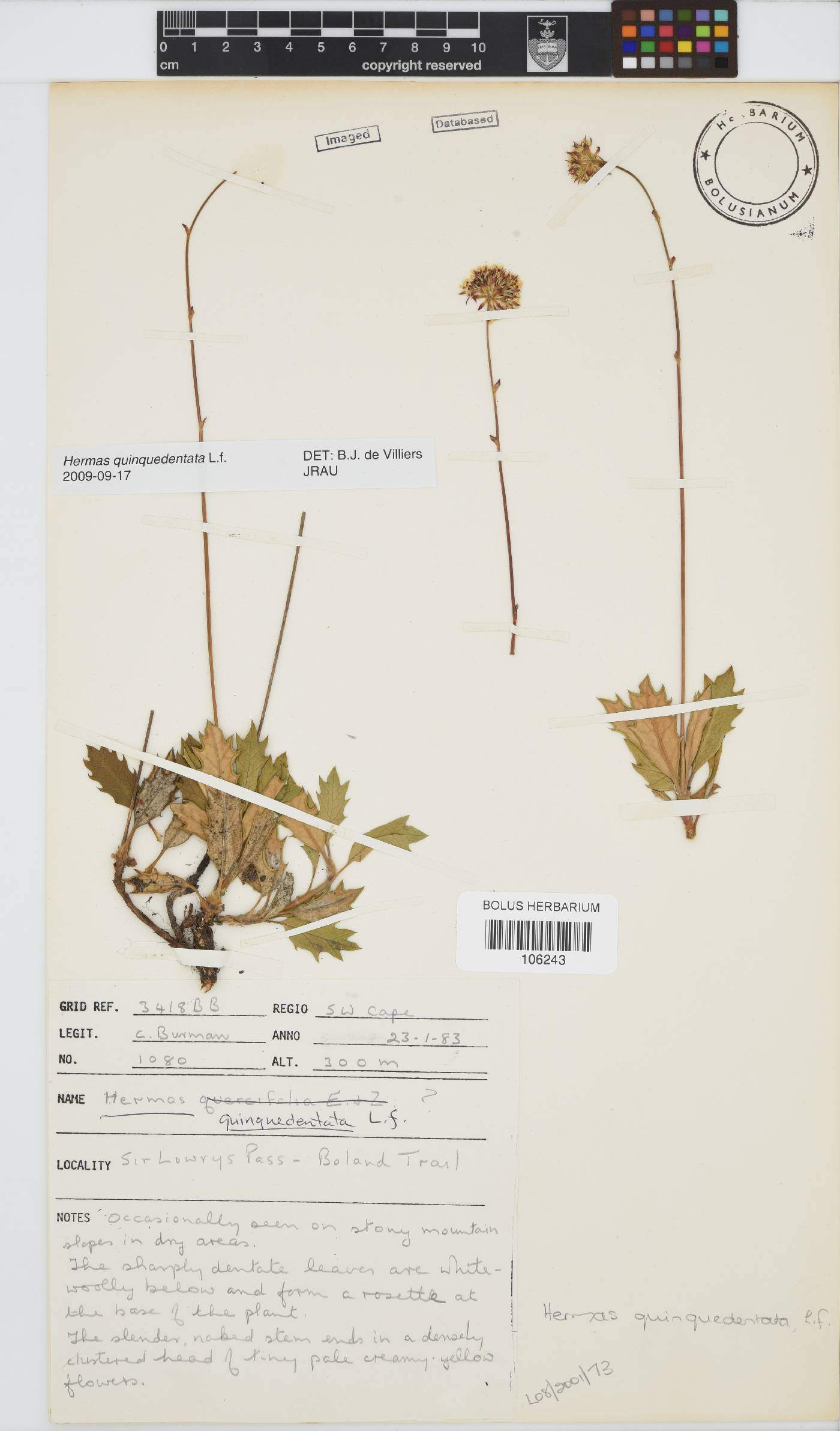 Hermas quinquedentata image