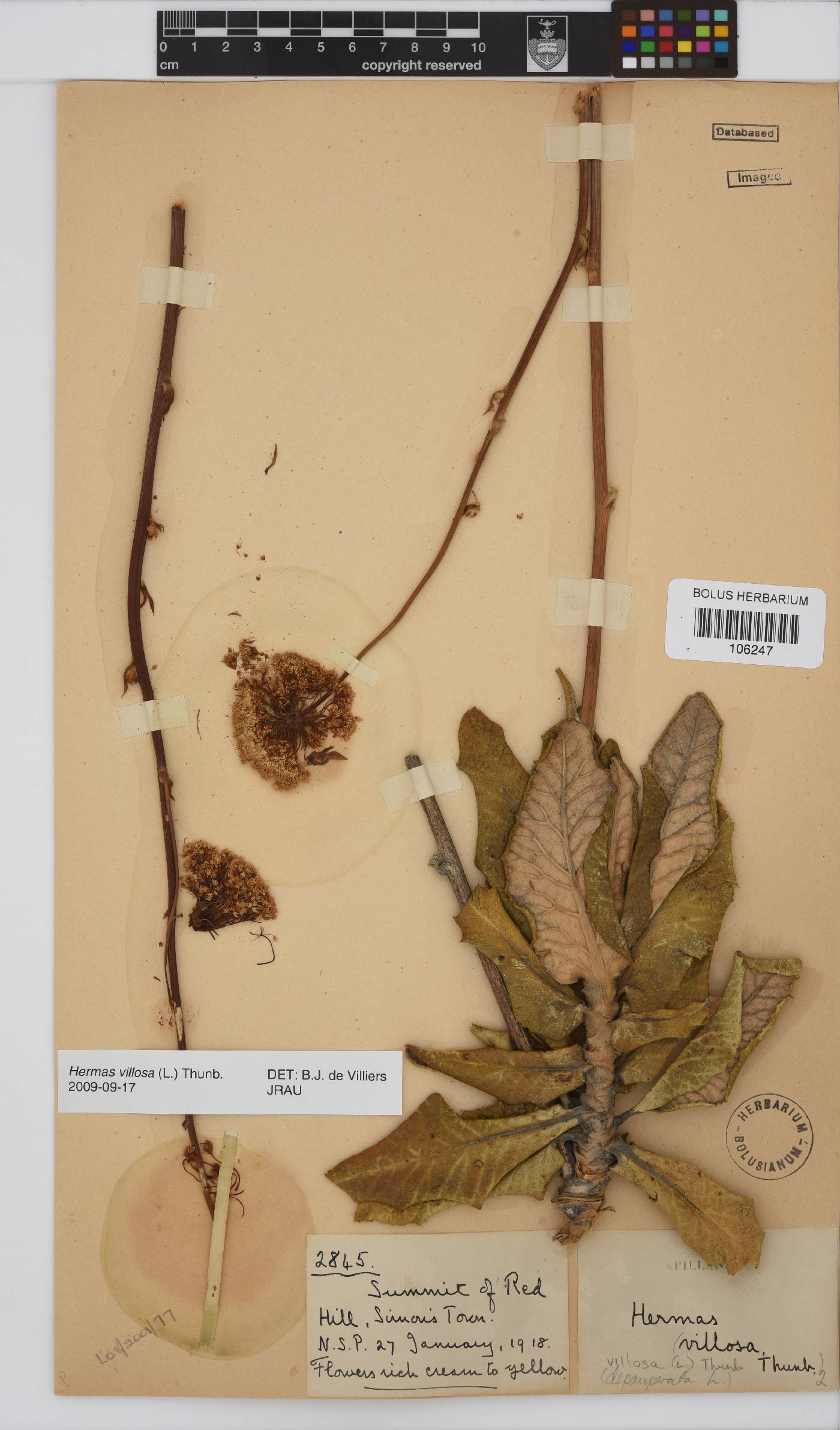 Hermas villosa image