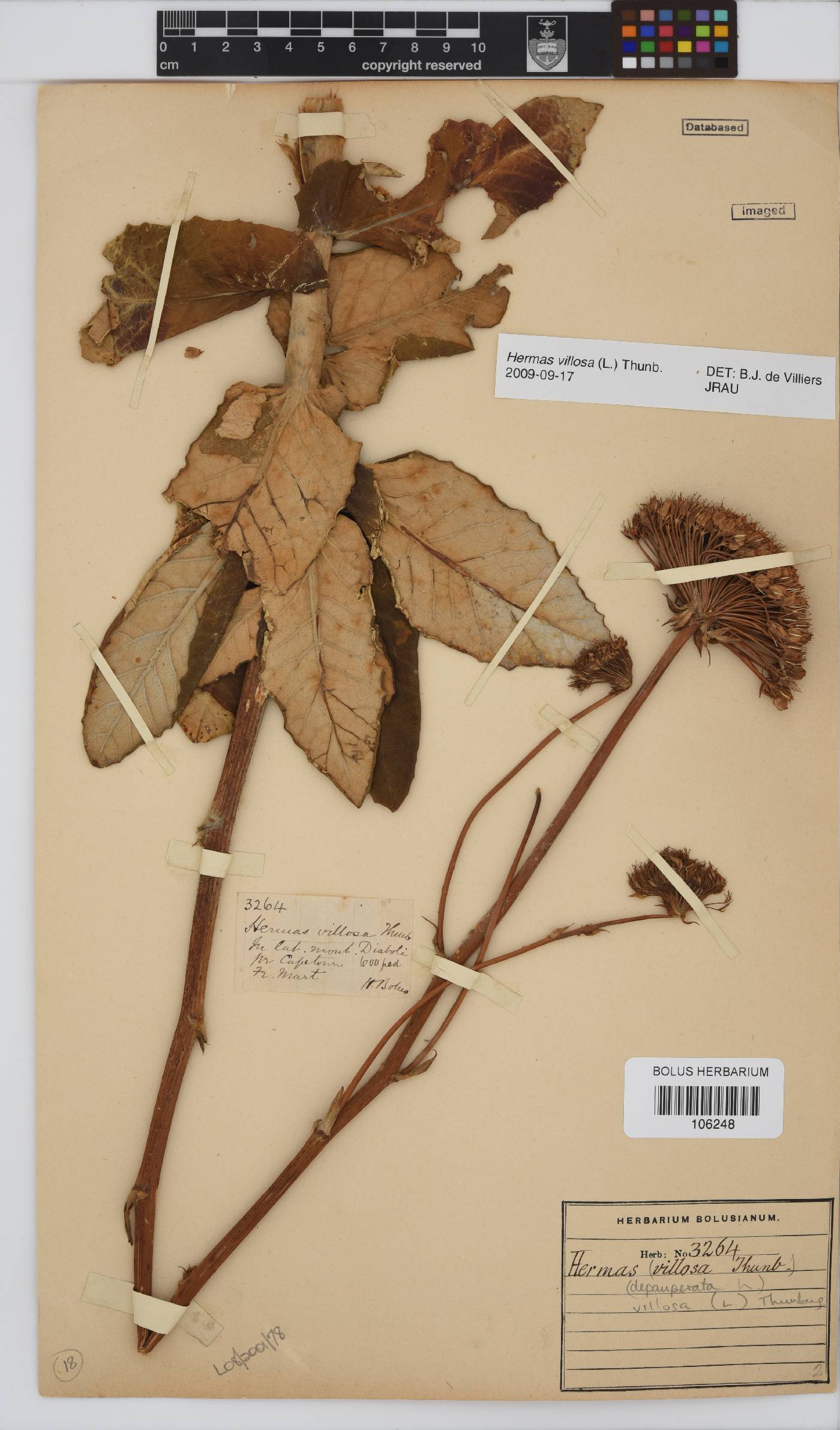 Hermas villosa image
