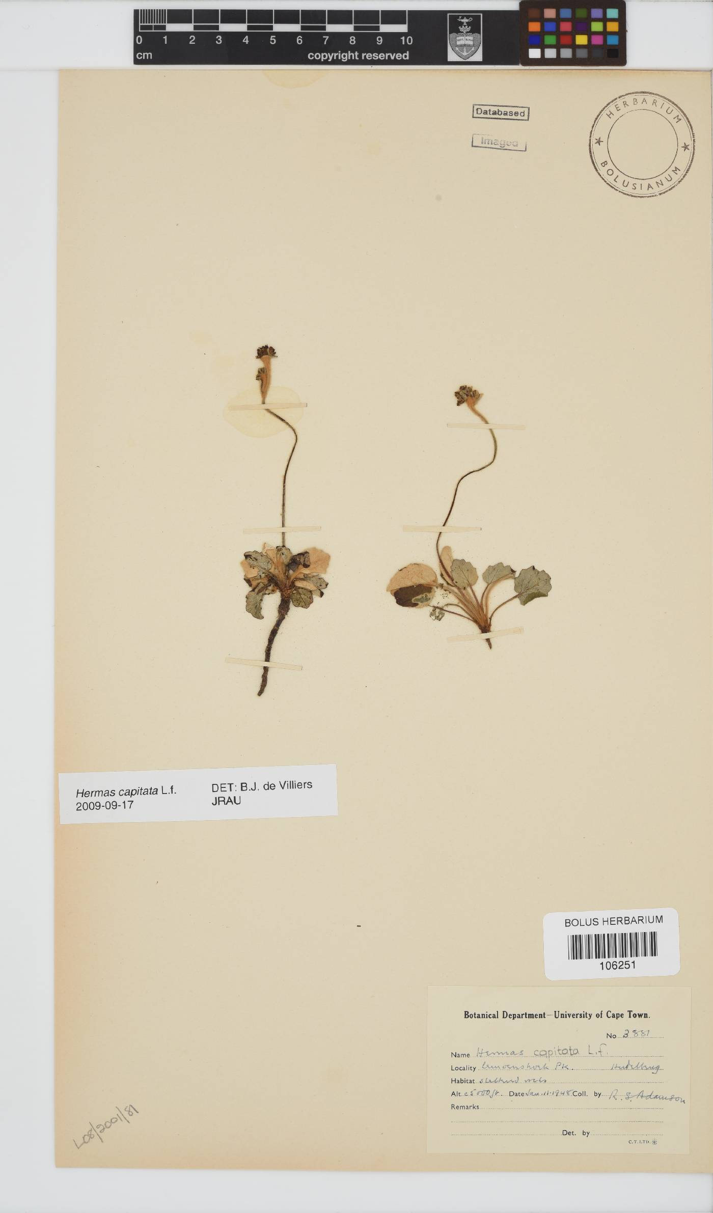 Hermas capitata image