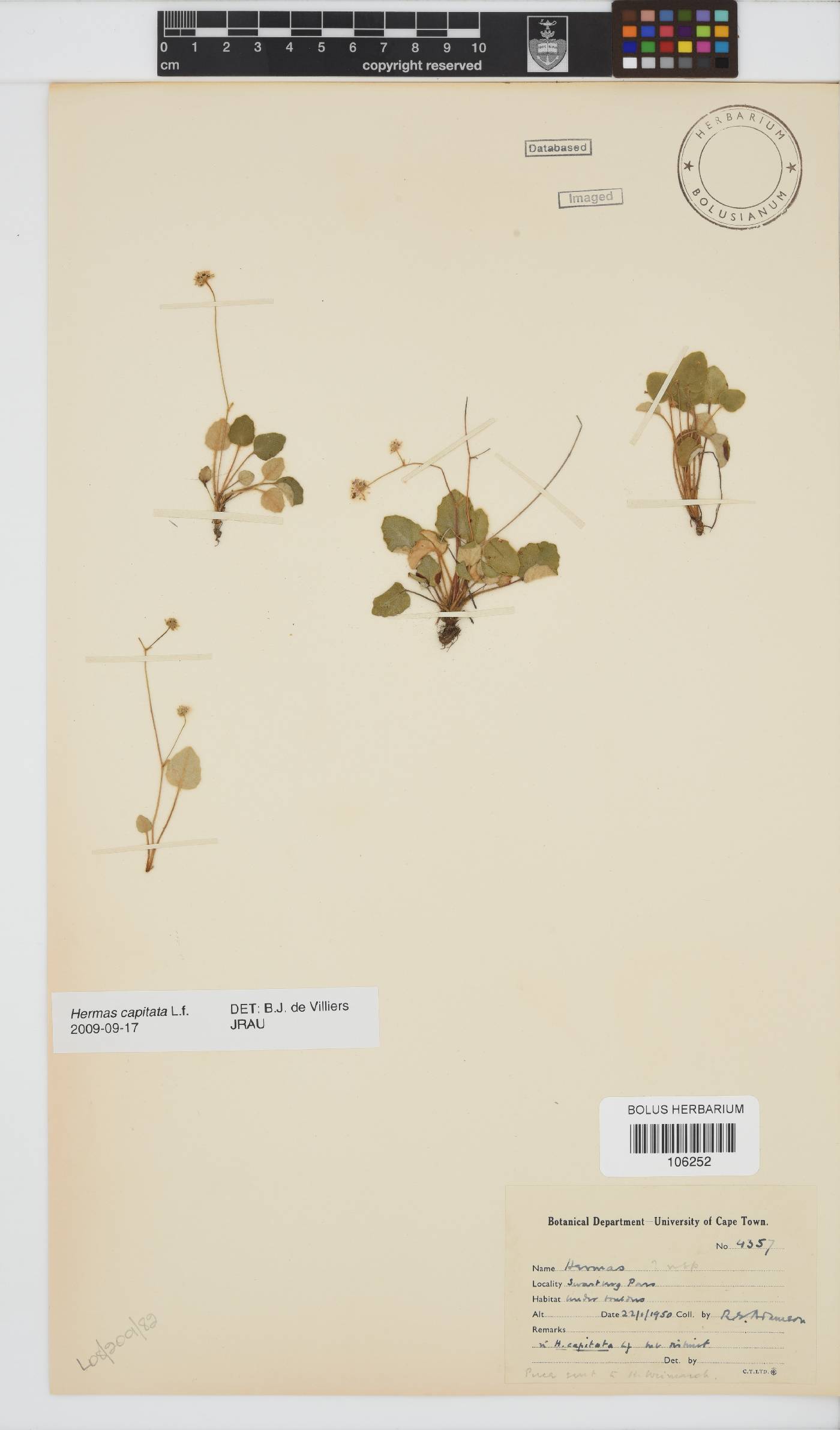 Hermas capitata image