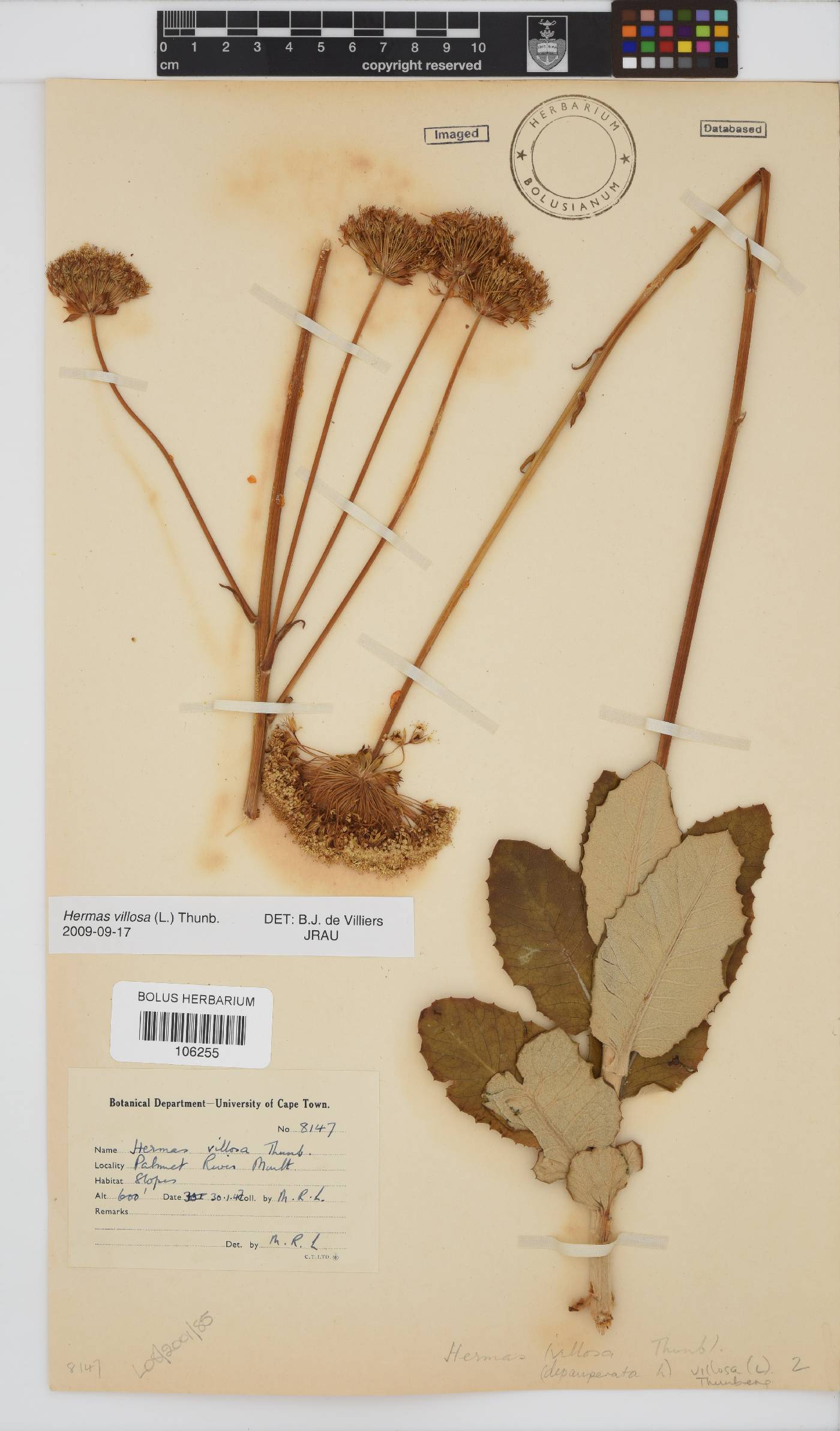 Hermas villosa image