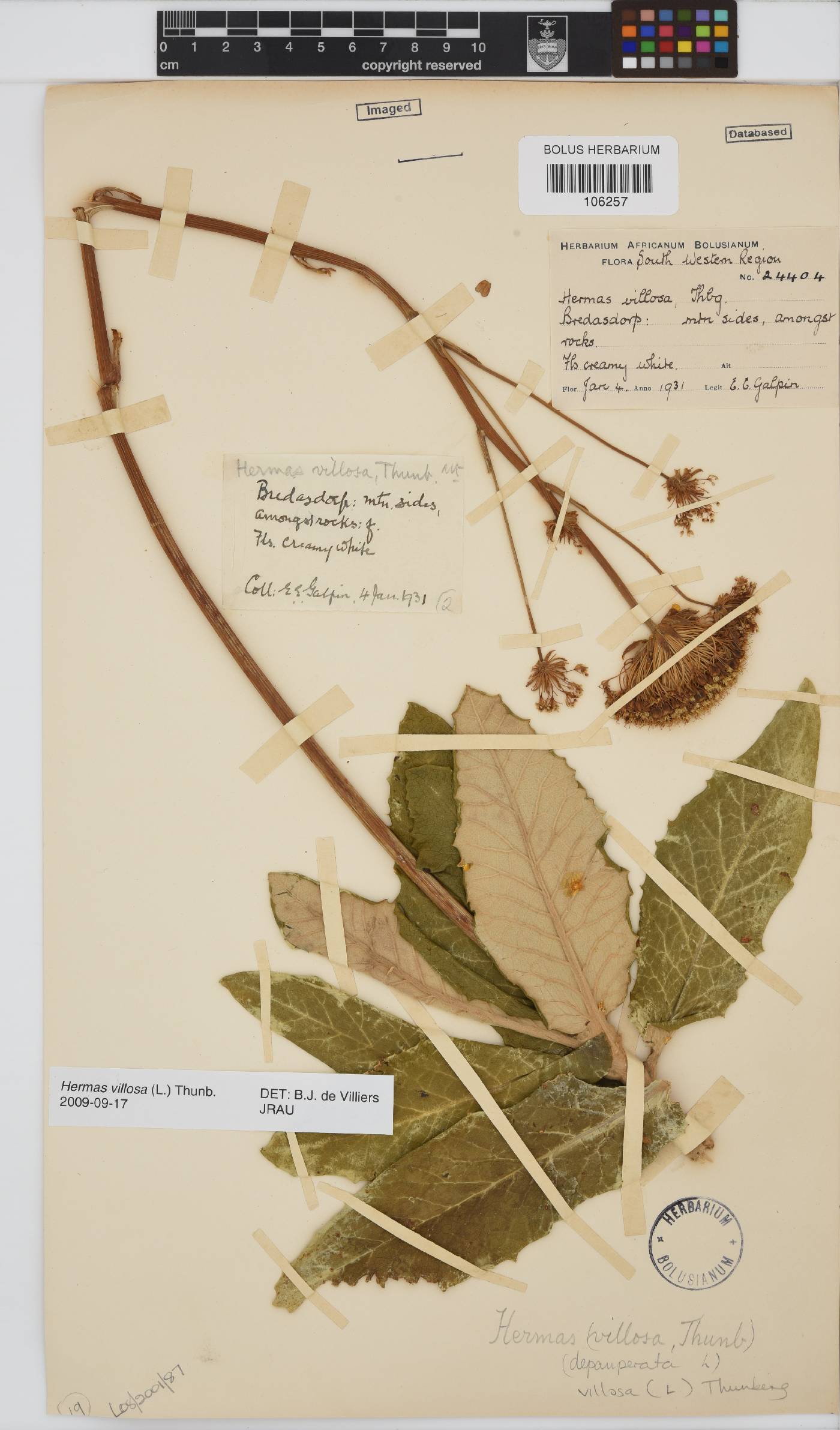 Hermas villosa image