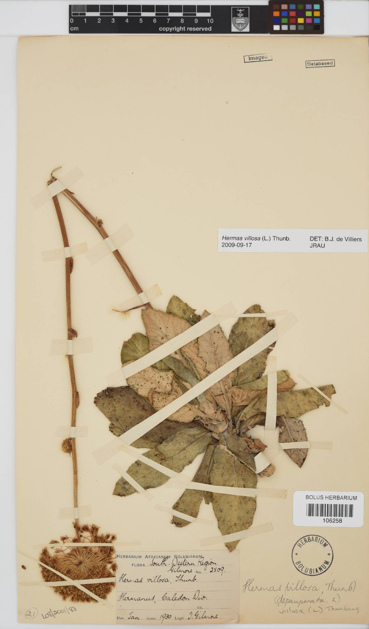 Hermas villosa image