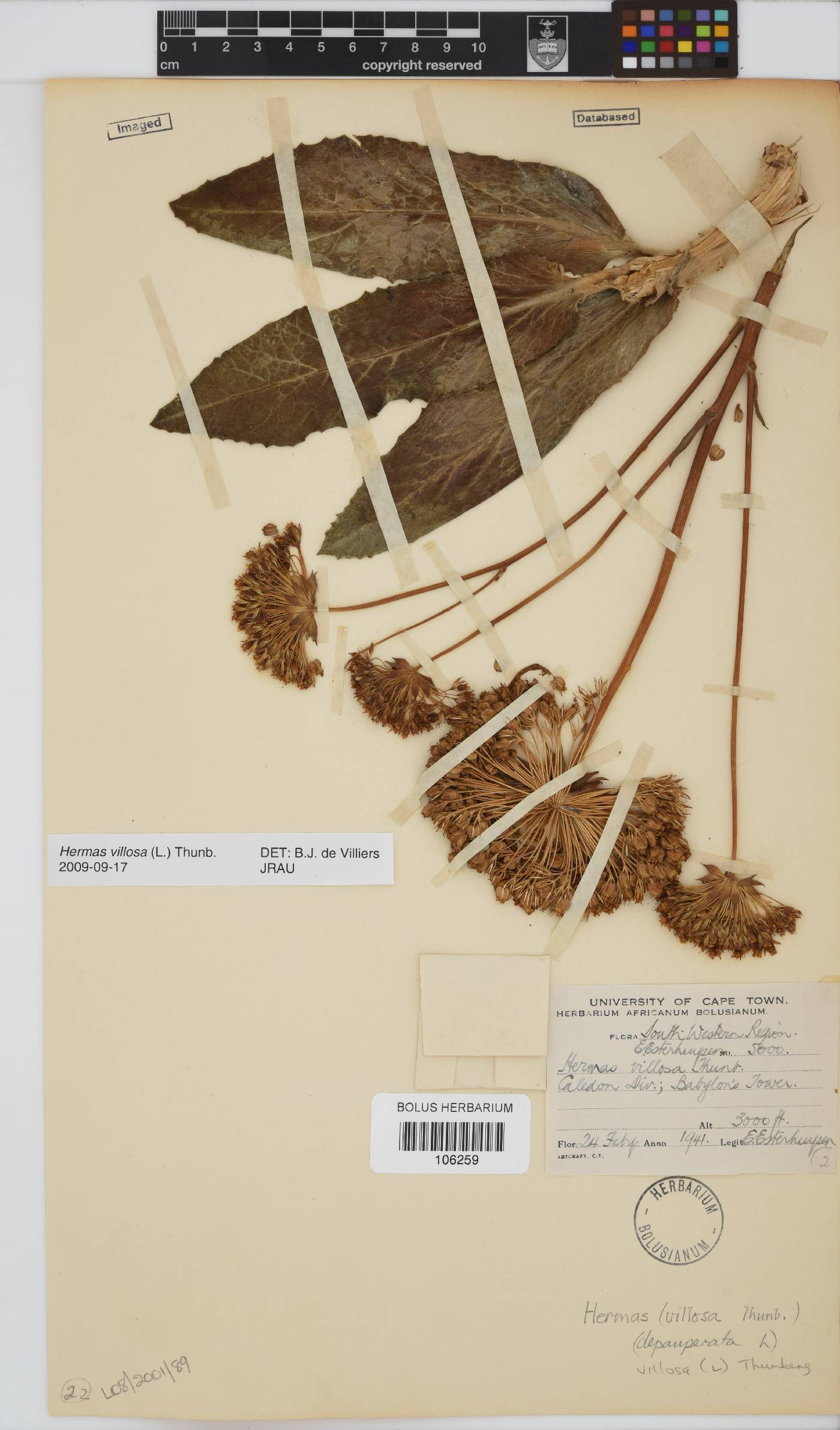 Hermas villosa image