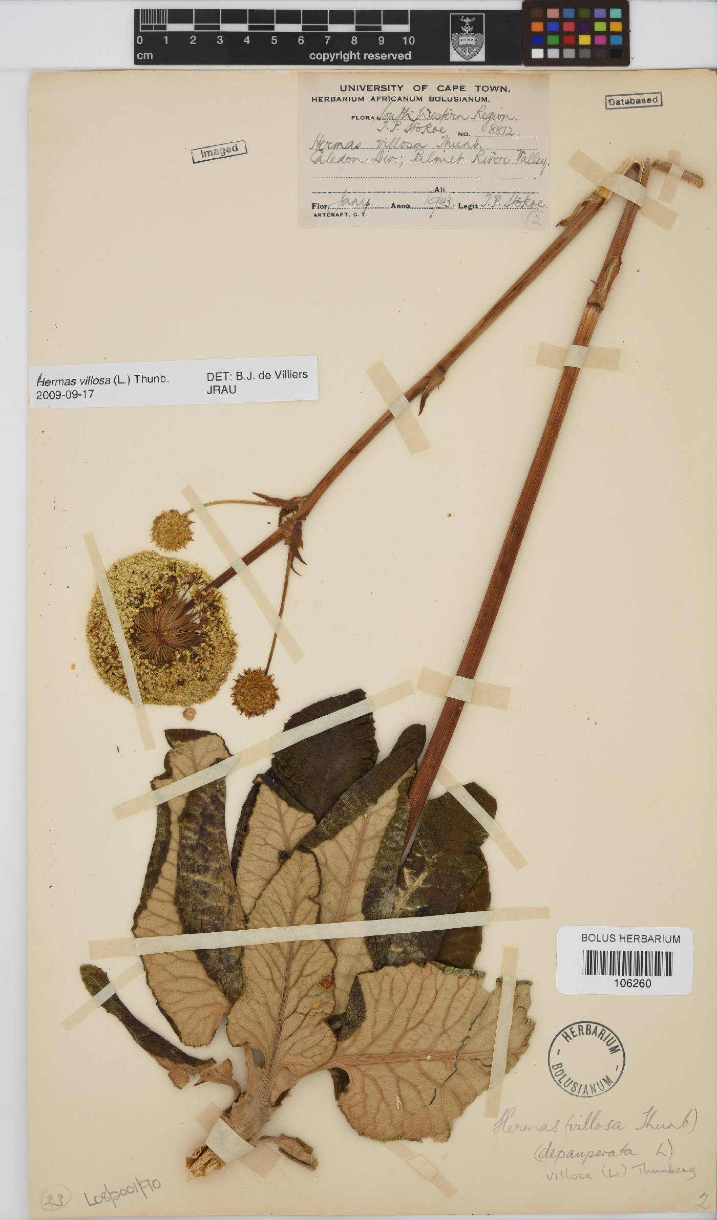 Hermas villosa image