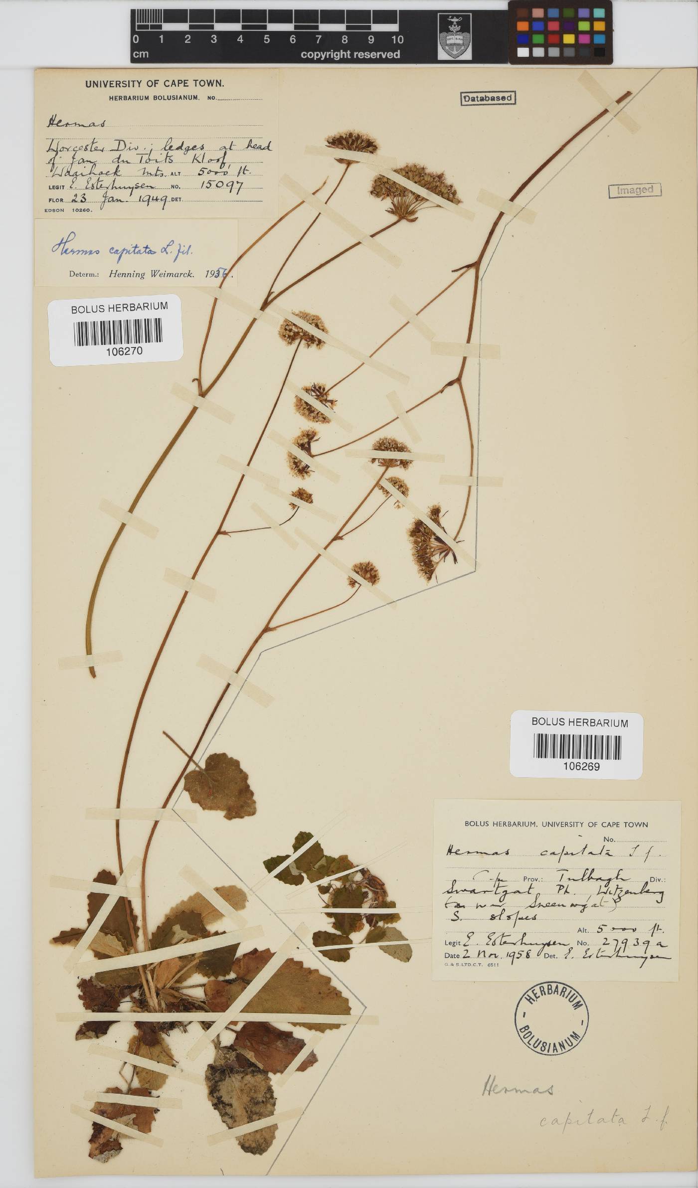 Hermas capitata image