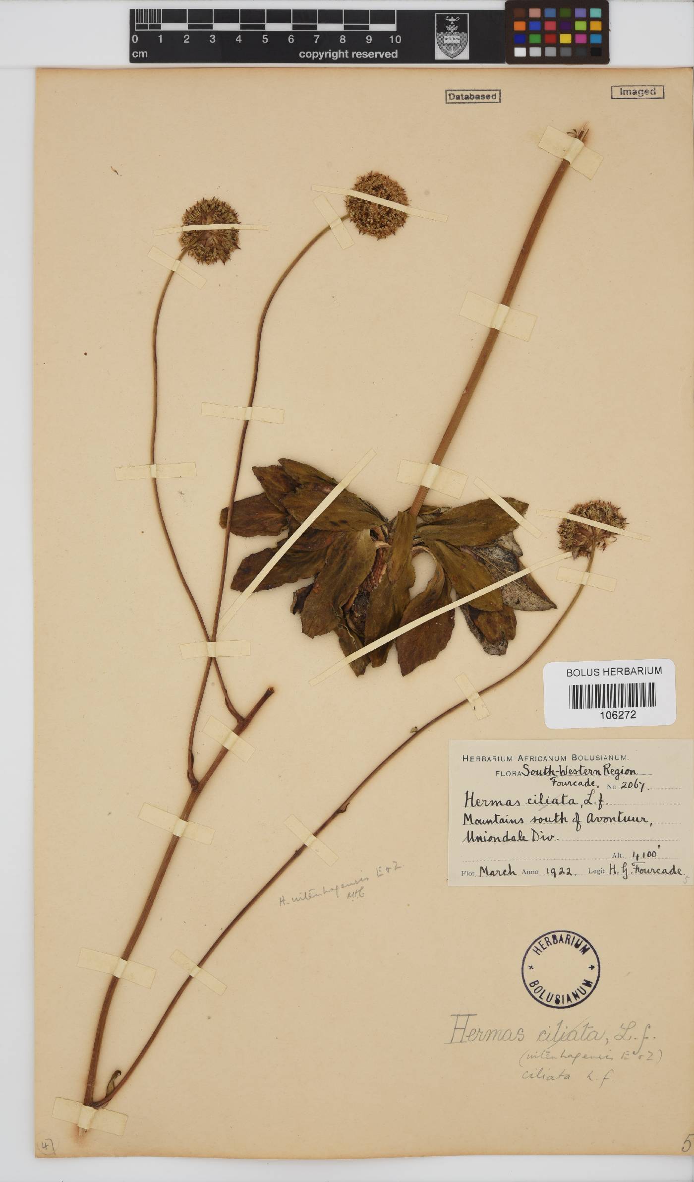 Hermas ciliata image