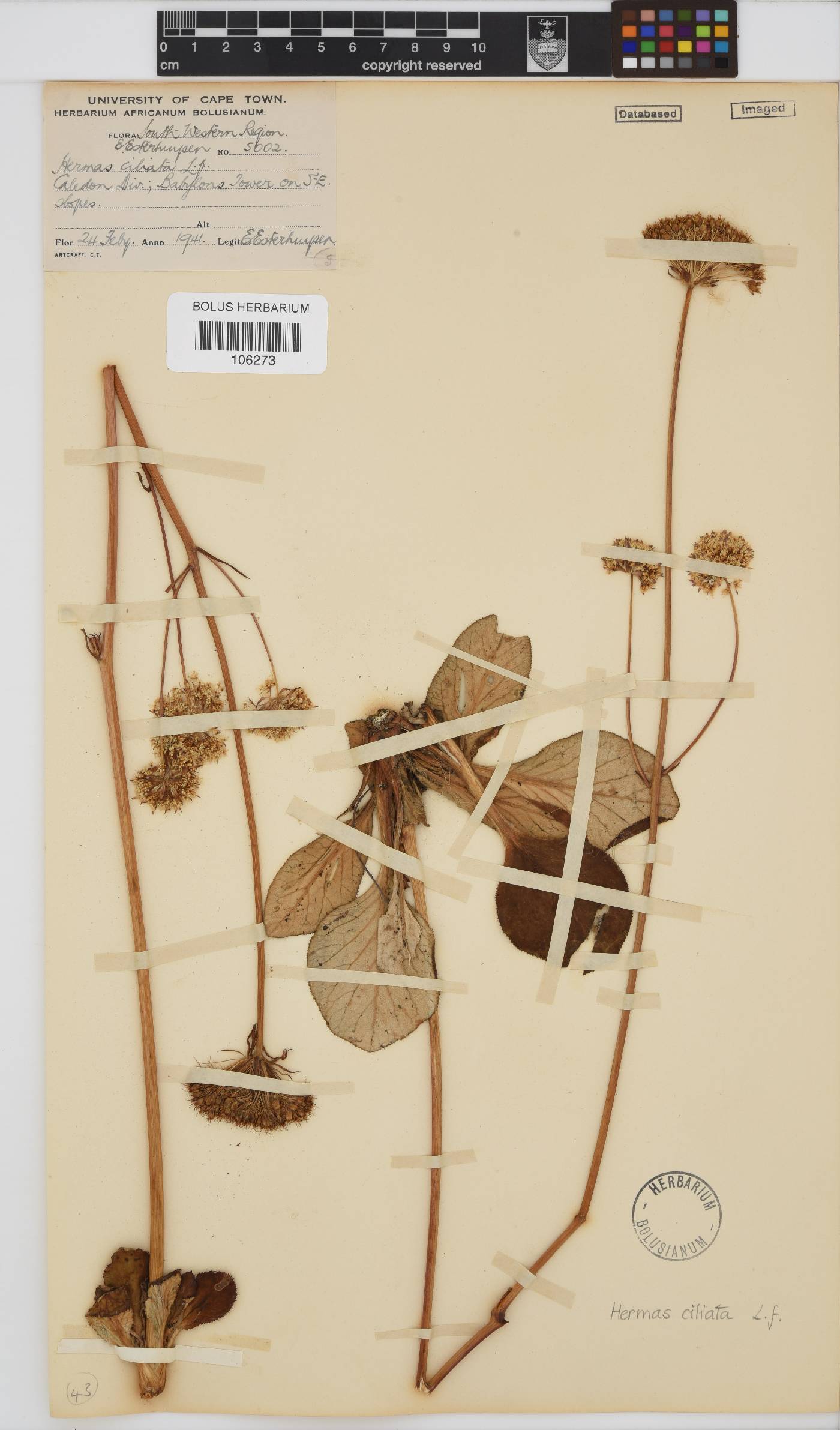 Hermas ciliata image