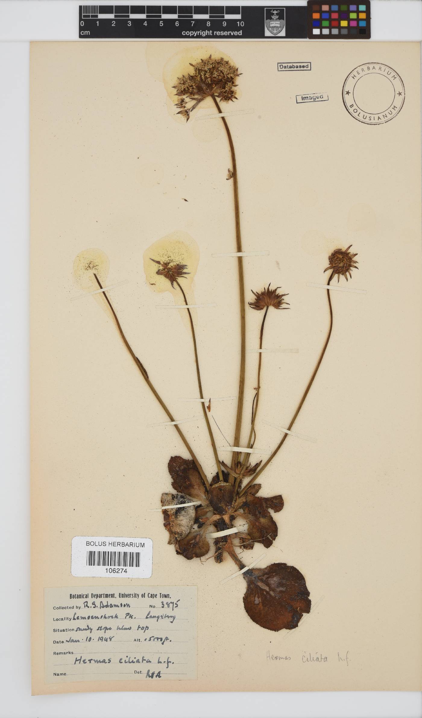 Hermas ciliata image