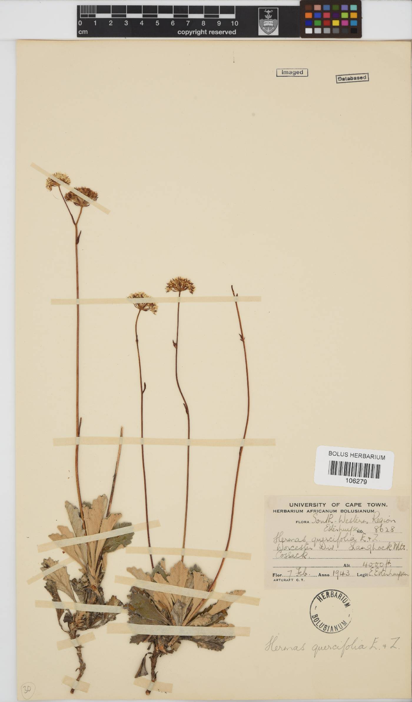 Hermas quercifolia image