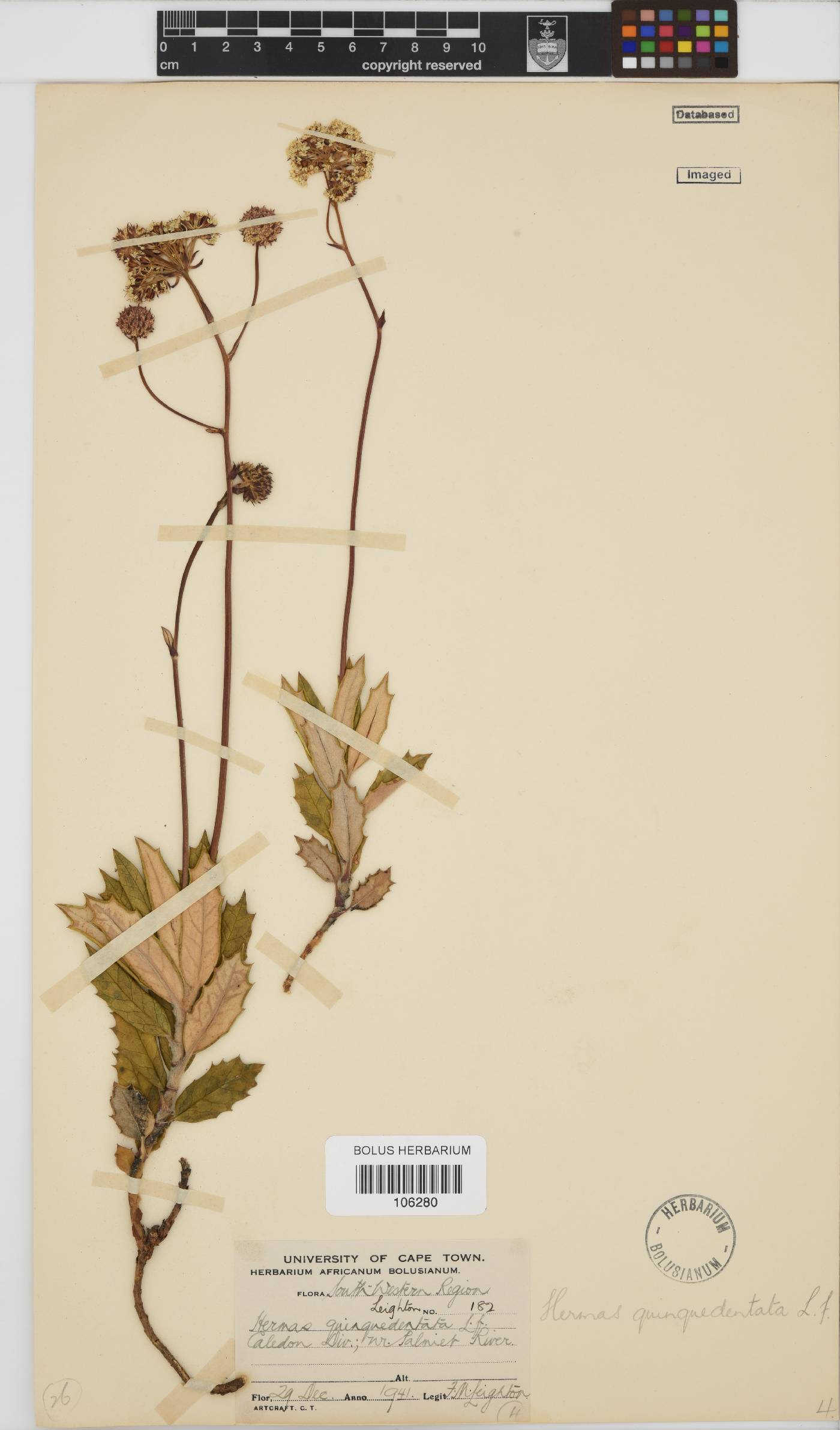 Hermas quinquedentata image