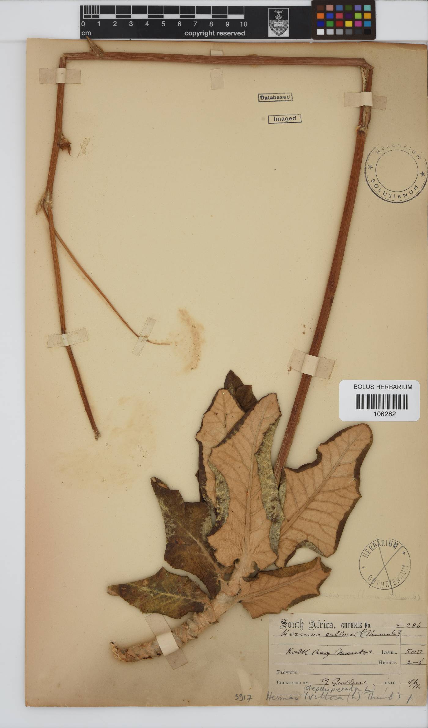Hermas villosa image