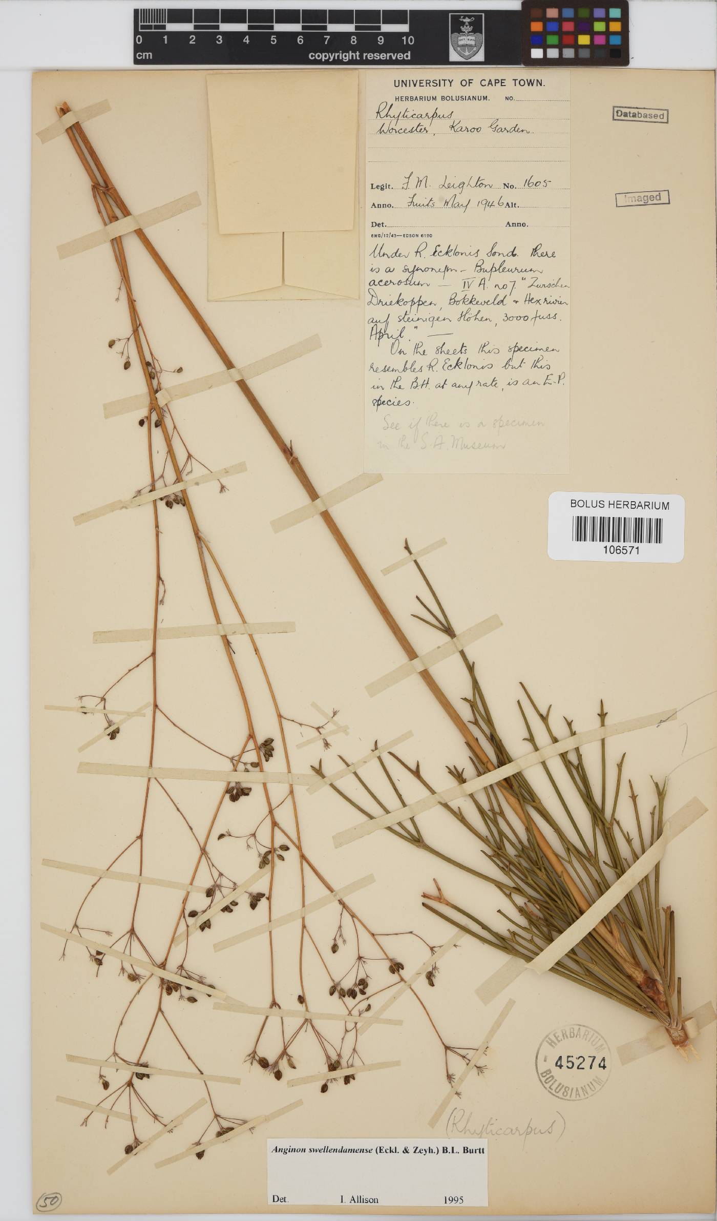 Anginon swellendamense image