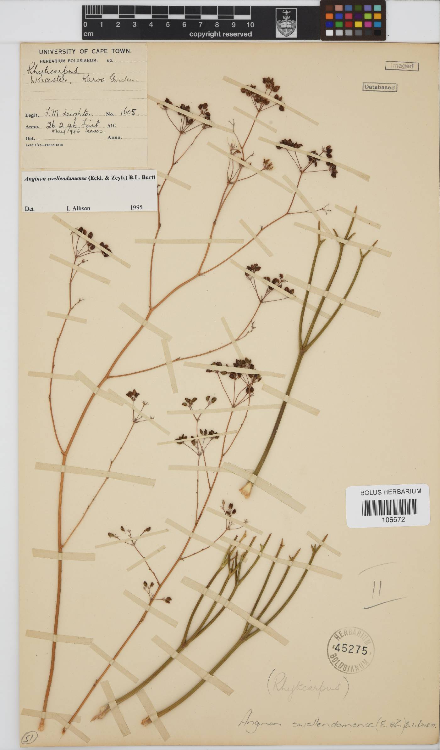 Anginon swellendamense image