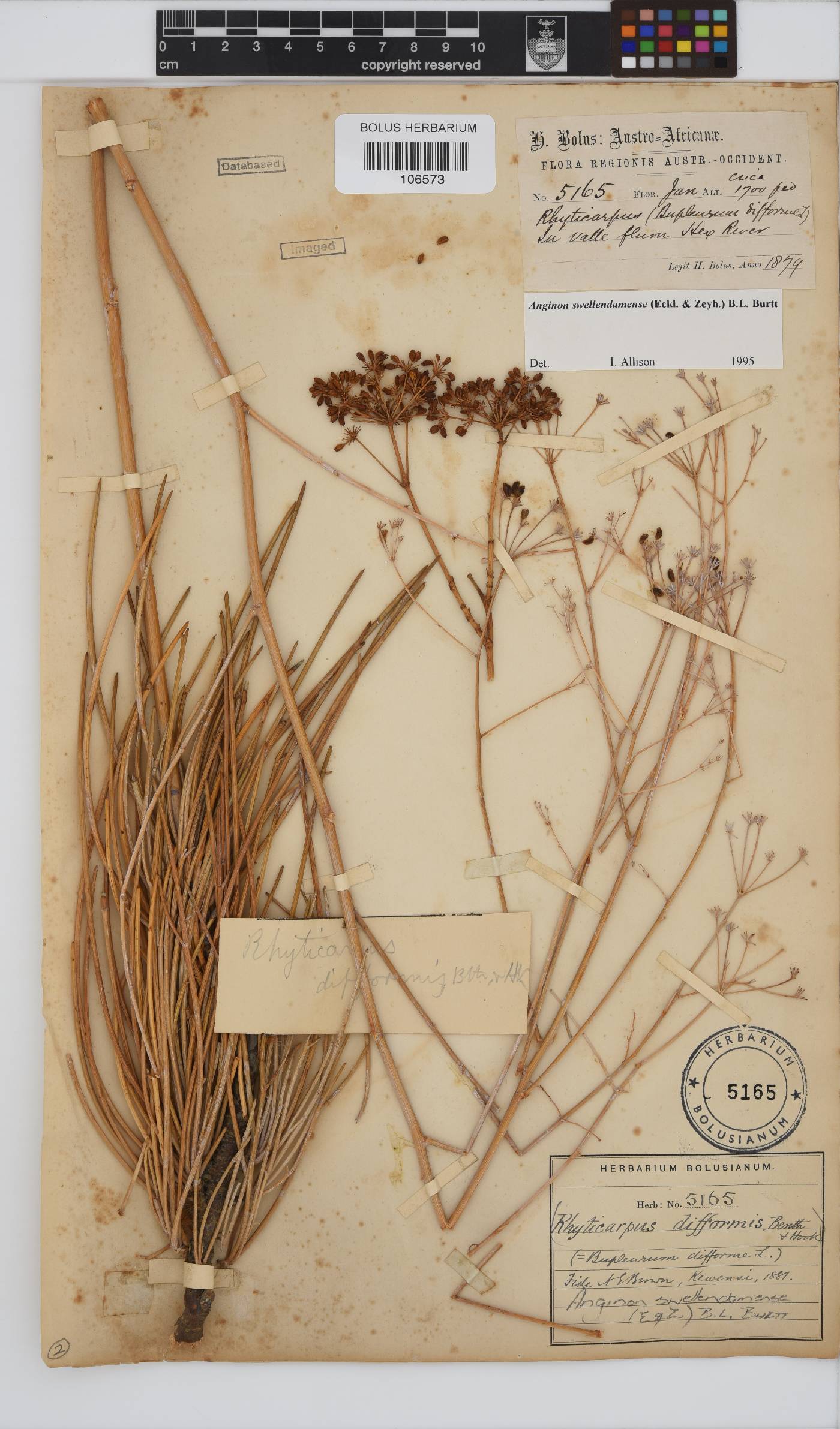 Anginon swellendamense image
